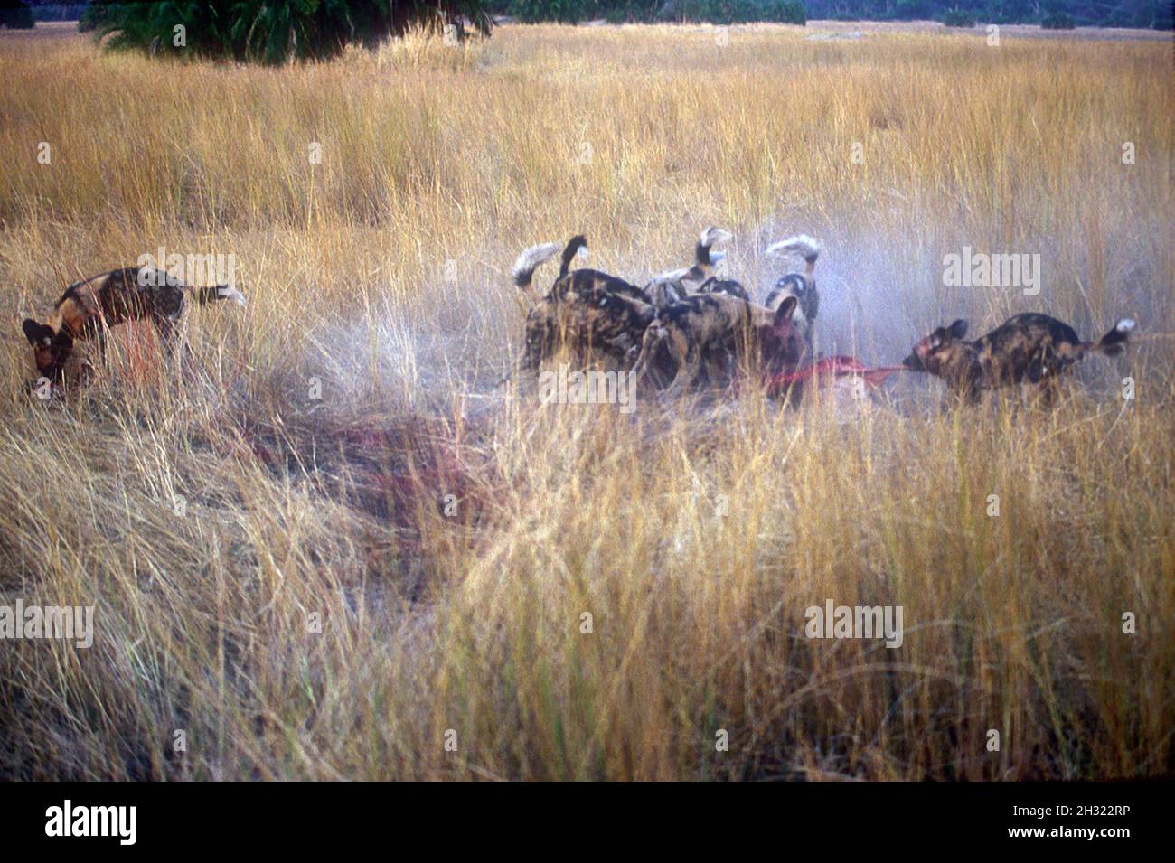 Pack de chiens sauvages africains, Lycaon pictus, en voie de disparition, avec antilope récemment tué, Camp de Mombo, réserve de gibier de Moremi, delta d'Okavango, Botswana,Afrique Banque D'Images