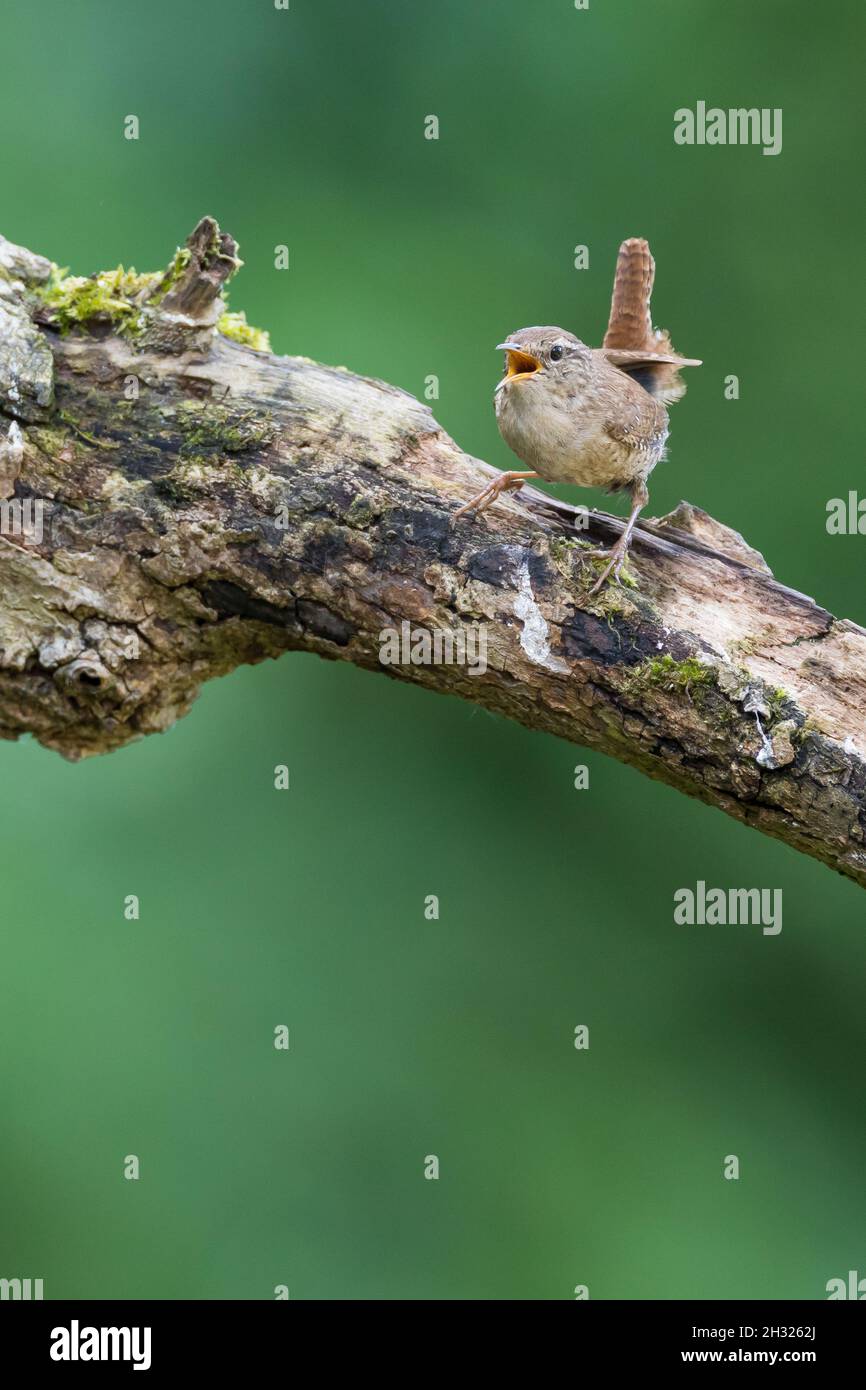 Zaunönig, Singend, Zaun-König, Troglodytes troglodytes, Wren eurasien,Wren, le Troglodyte mignon Banque D'Images