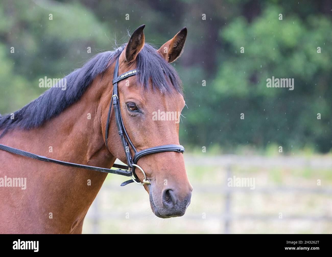 Un gros plan la tête et le cou d'un cheval de baie intelligent. Un sport irlandais portant une bride en cuir noir traditionnel avec une bande frontale cavesson. Suffolk Royaume-Uni Banque D'Images