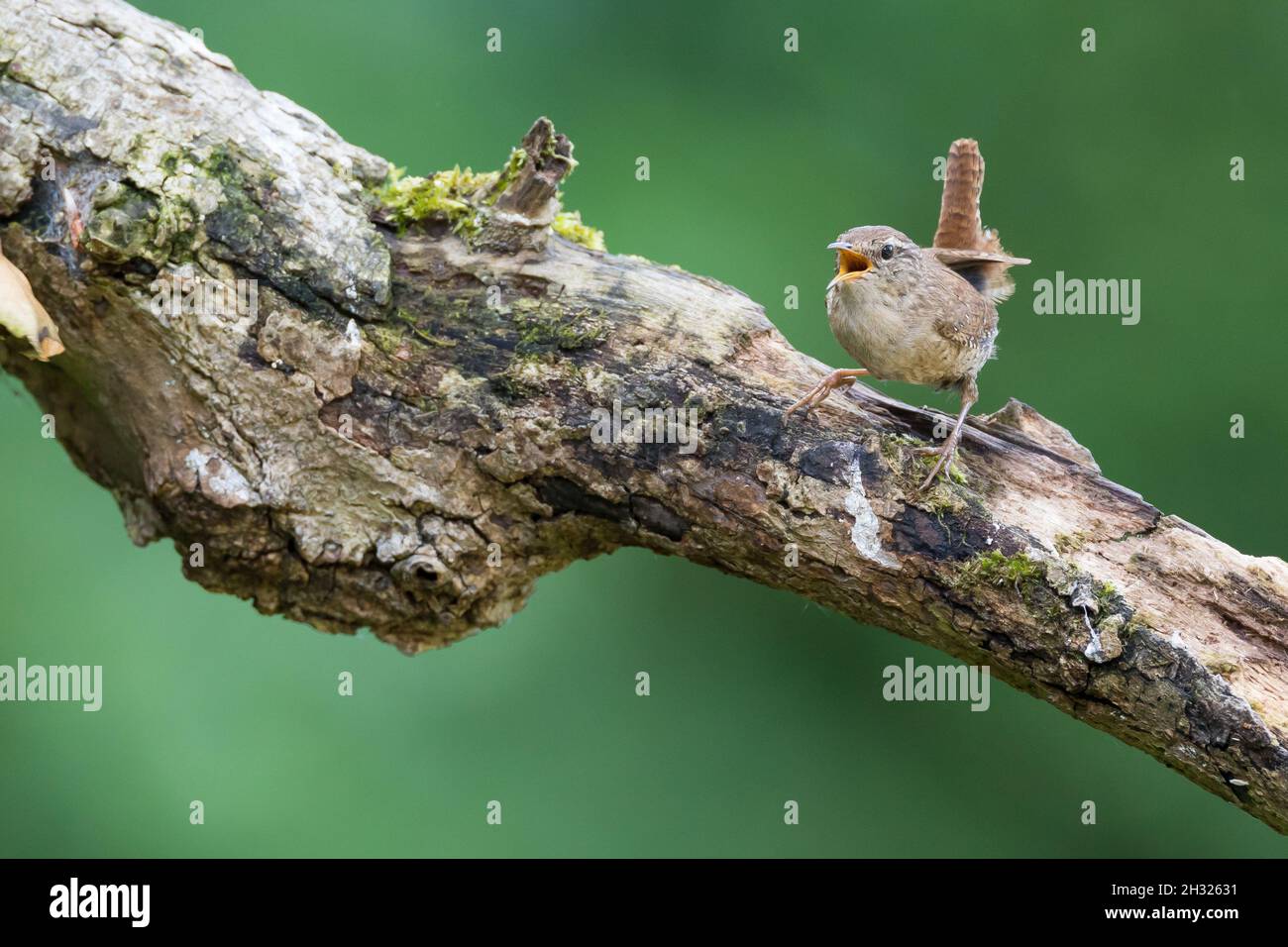 Zaunönig, Singend, Zaun-König, Troglodytes troglodytes, Wren eurasien,Wren, le Troglodyte mignon Banque D'Images