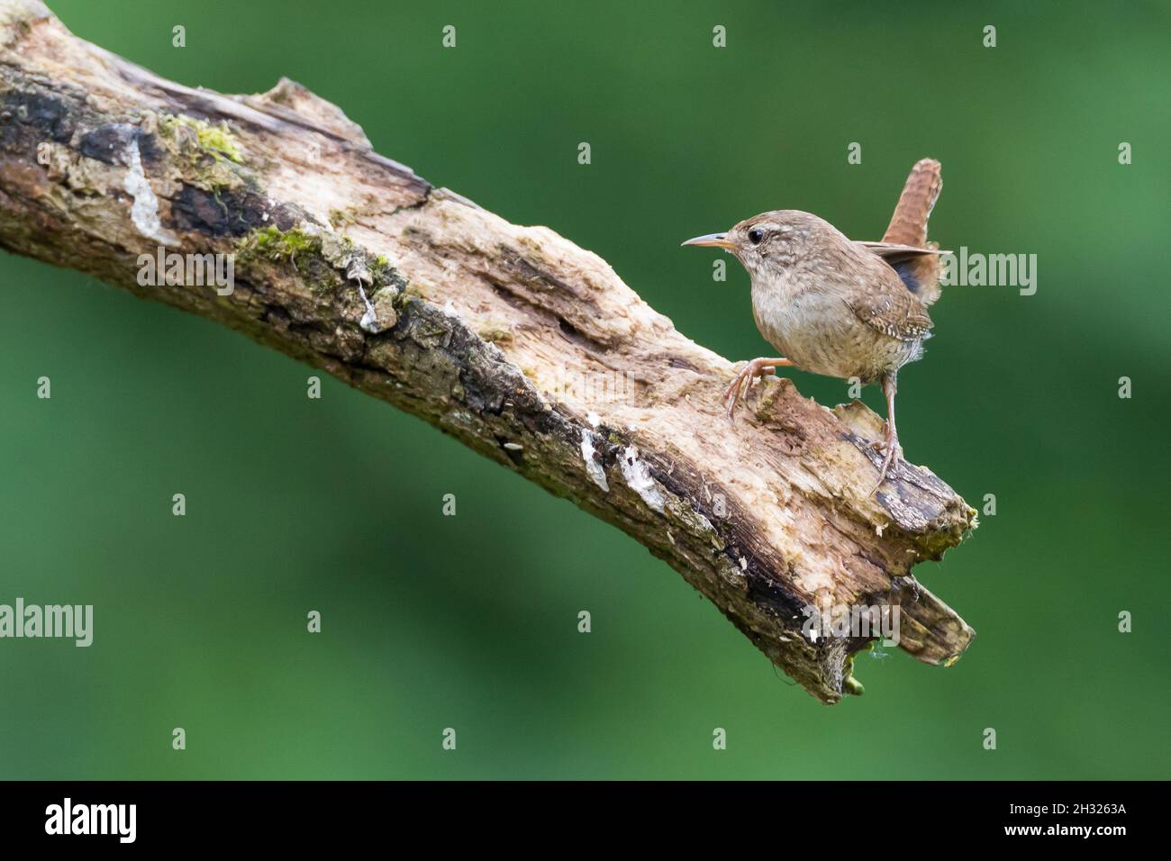 Zaunkönig, Zaun-König, Troglodytes troglodytes, Wren eurasien, Wren,le Troglodyte mignon Banque D'Images