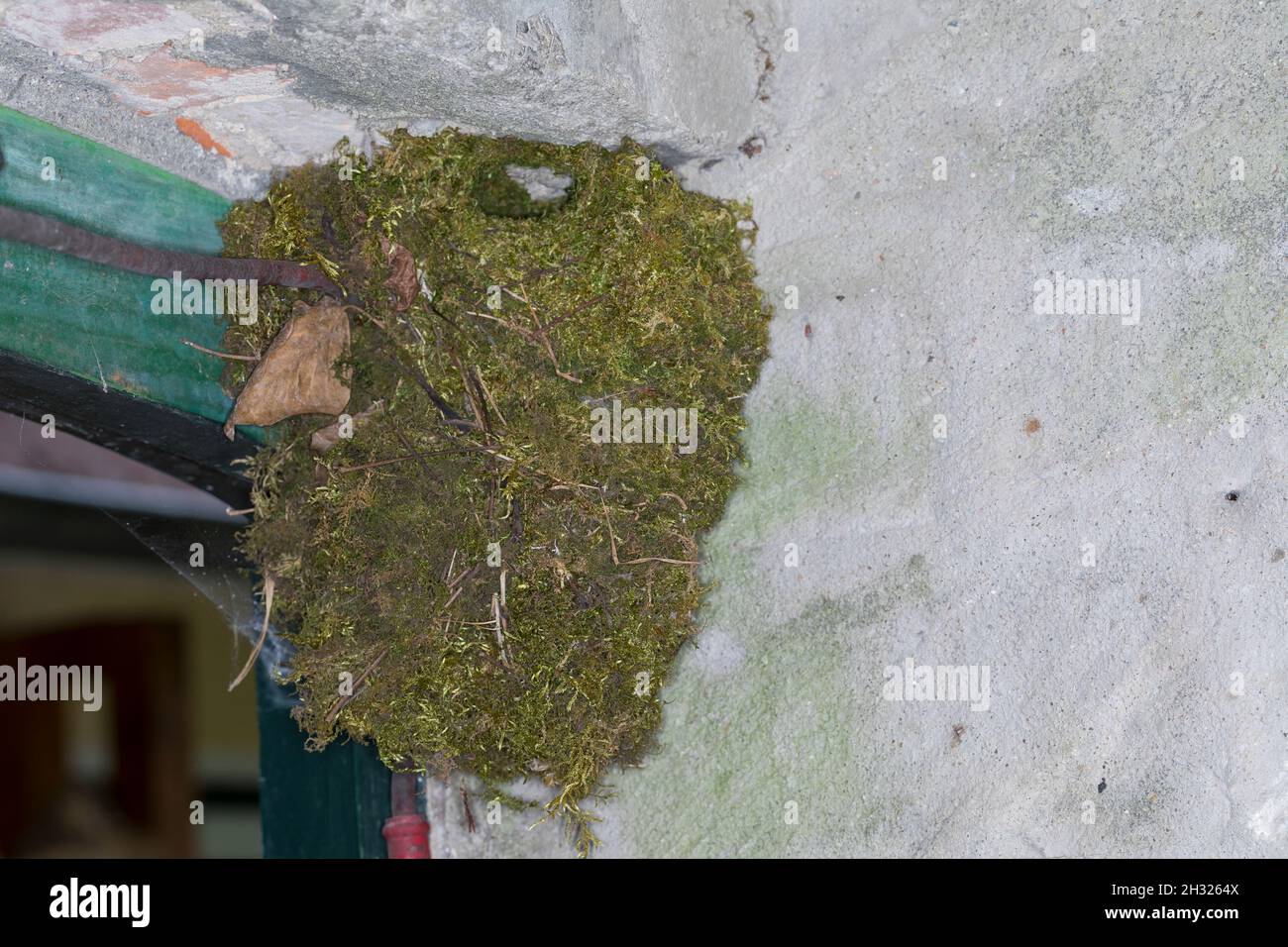 Zaunkönig, Zaun-König, Nest, Kugelnest, Troglodytes troglodytes,Wren eurasien, Wren, le Troglodyte mignon Banque D'Images