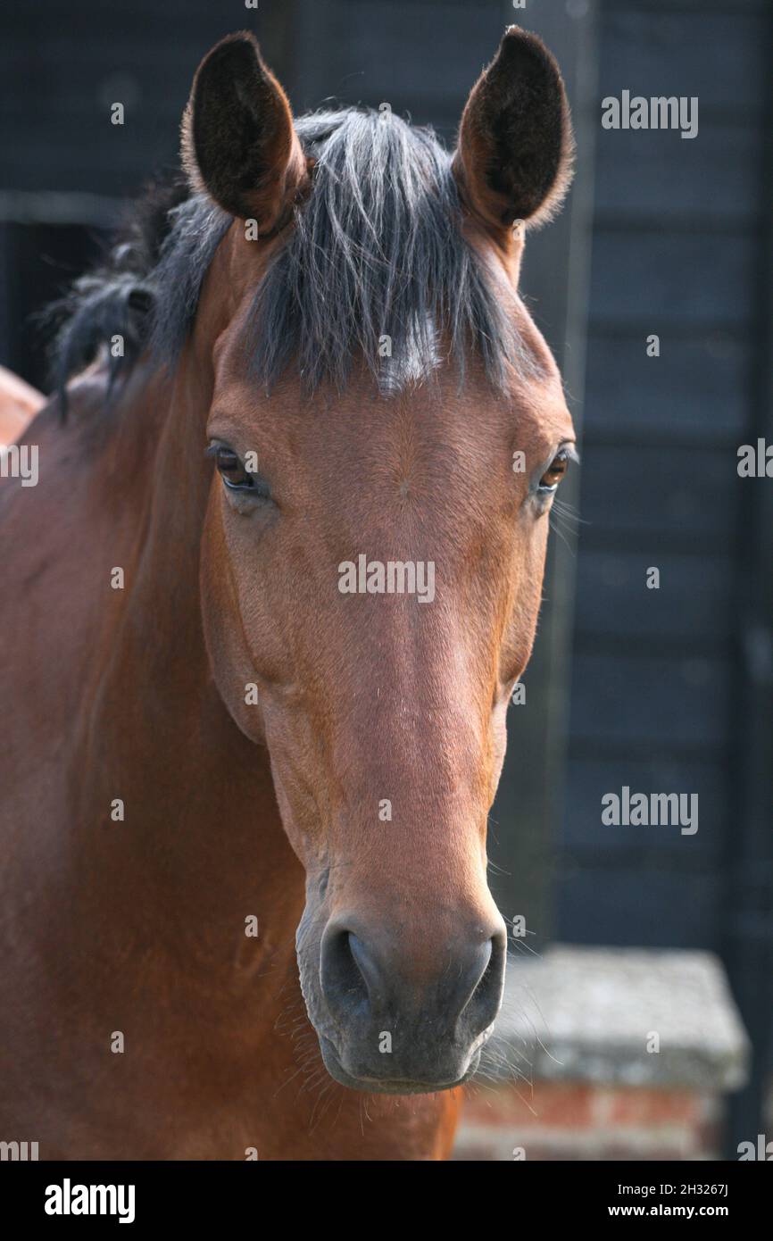 Une photo à la tête d'un cheval de sport irlandais avec une étoile blanche et une manie noire.Suffolk, Royaume-Uni Banque D'Images