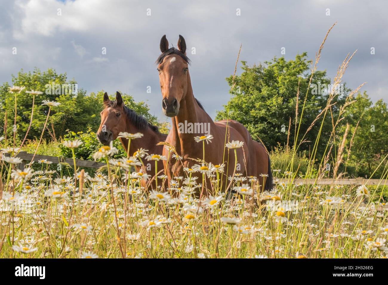 Dans la prairie de fleurs sauvages, Une paire de chevaux intelligents de baie assortis appréciant le pâturage dans une prairie de fleurs sauvages.Suffolk , Royaume-Uni Banque D'Images