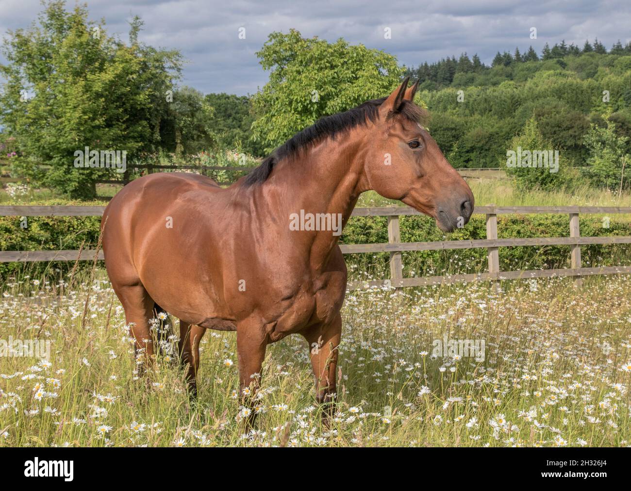 Cheval dans les pâquerettes - Un beau cheval de baie brillant debout parmi les pâquerettes .Suffolk Royaume-Uni Banque D'Images