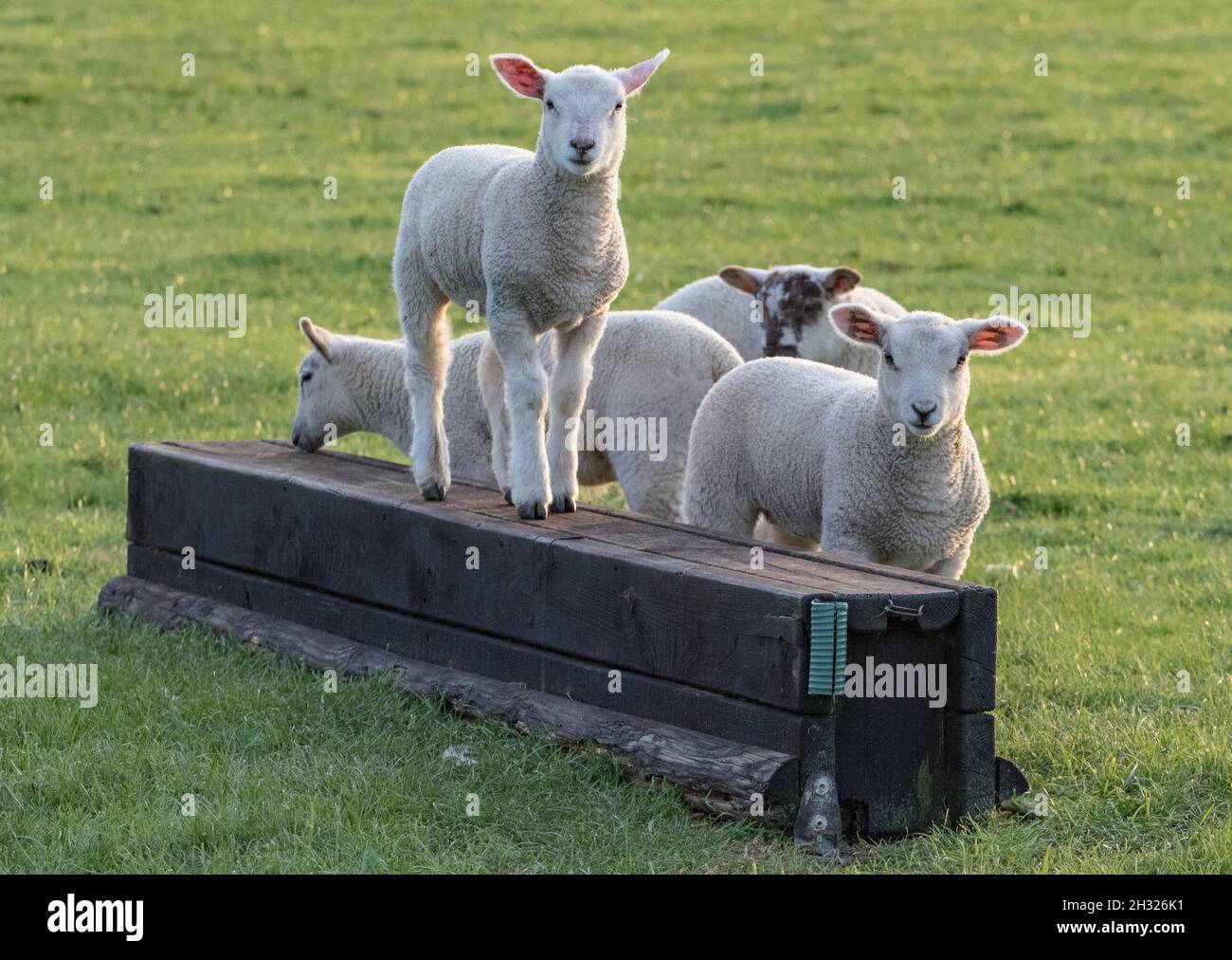 Quelques agneaux énergiques jouant suivent le leader et pratiquant leurs compétences de saut à travers le pays.Suffolk, Royaume-Uni. Banque D'Images