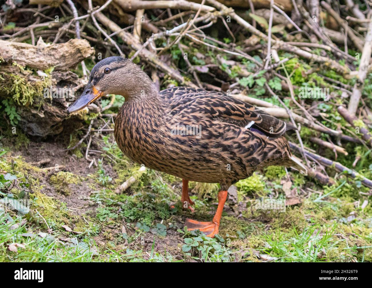 Un canard colvert femelle sauvage (Anas platyrhynchos) dans un cadre naturel herbacé.Suffolk.R.-U. Banque D'Images