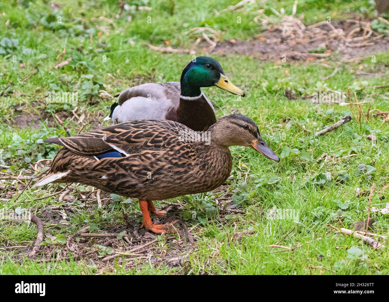 Une paire de canards colverts sauvages ( Anas platyrhynchos) dans un cadre naturel herbacé.Suffolk.R.-U. Banque D'Images