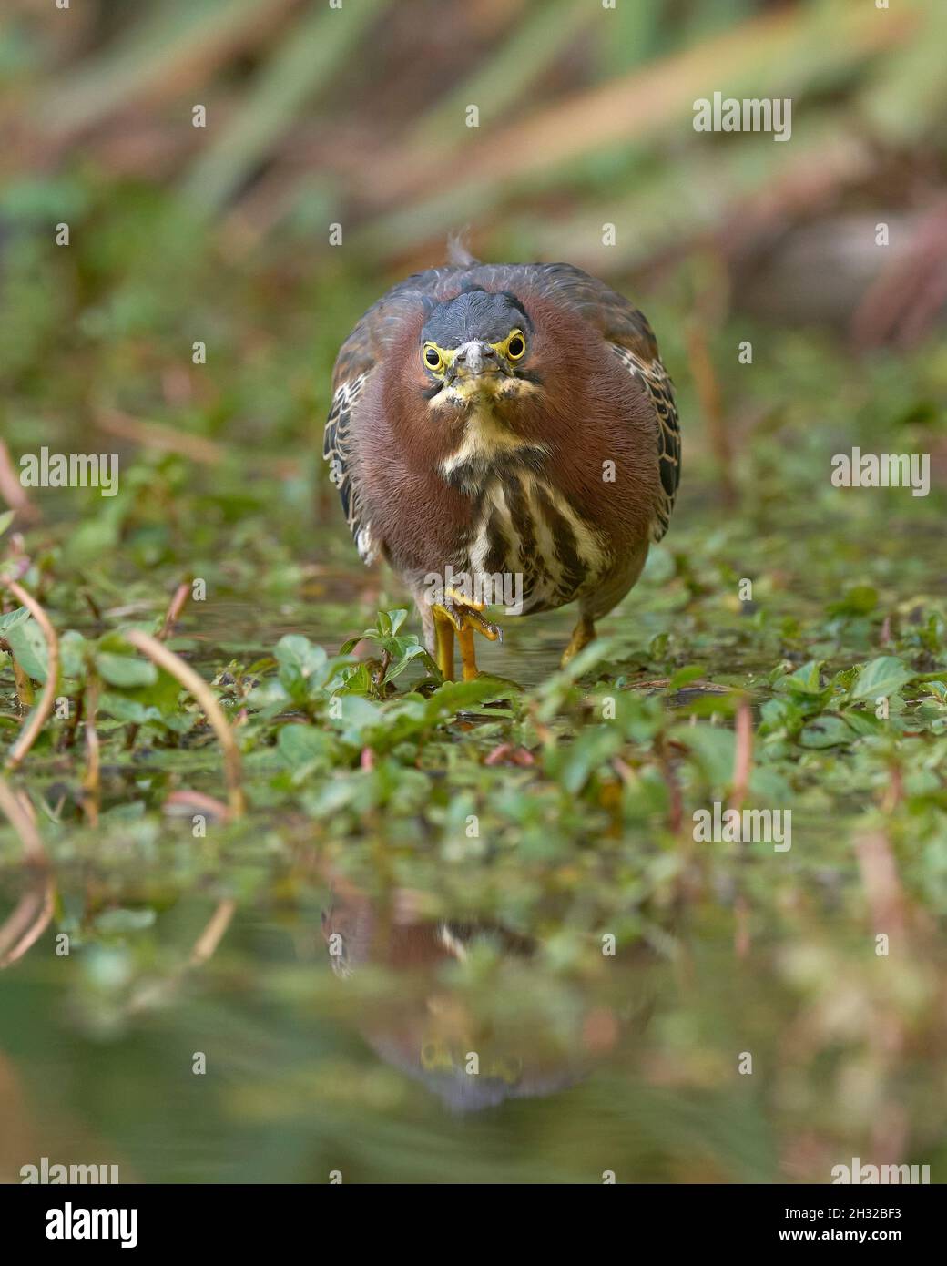 La proie de la chasse au Heron vert (Butorides virescens), Comté de Sacramento, Californie, États-Unis Banque D'Images