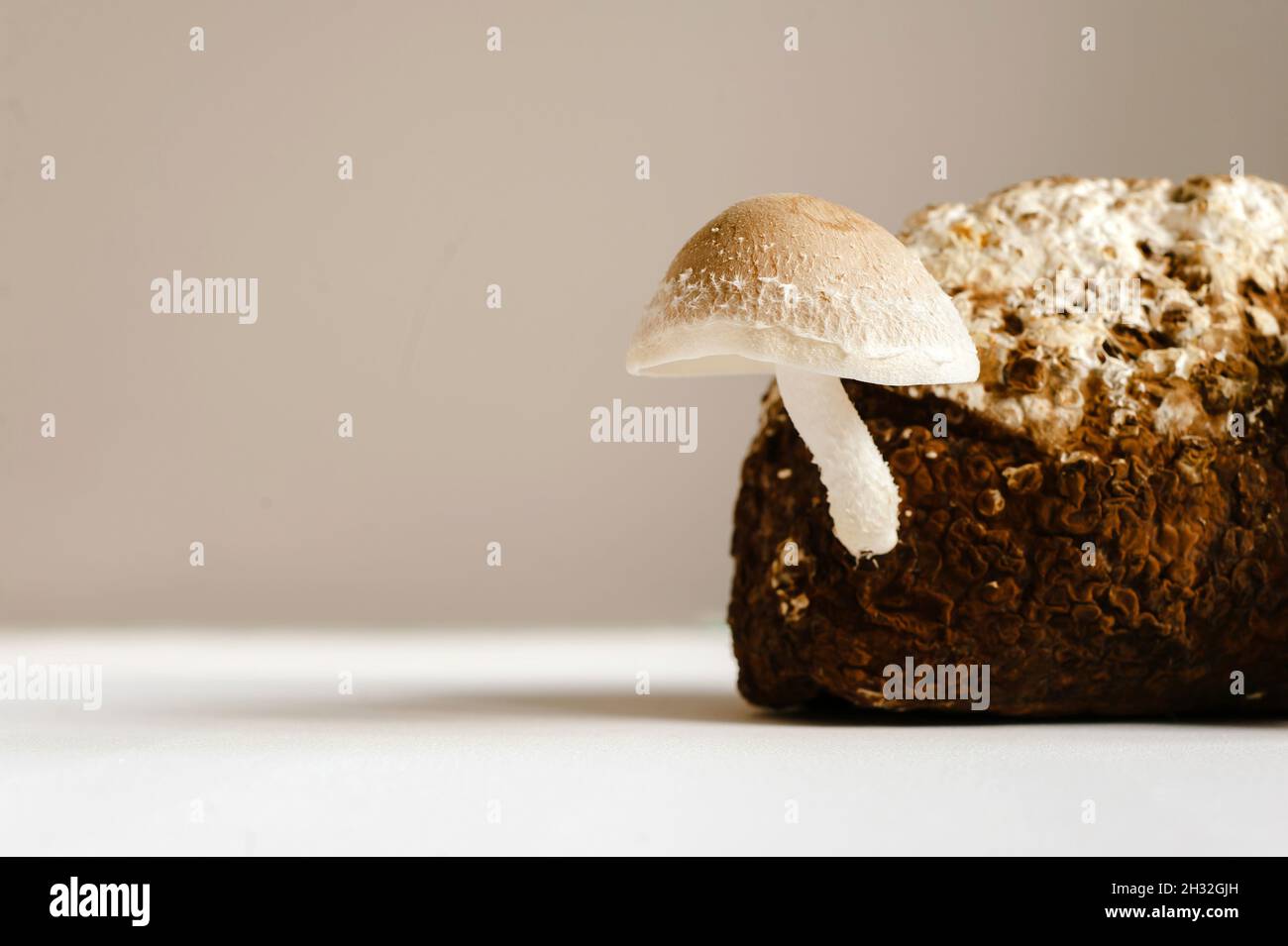 Champignons shiitake sur bloc de mycélium.Champignons asiatiques traditionnels.Aliments biologiques sains.La maison en pleine croissance. Banque D'Images