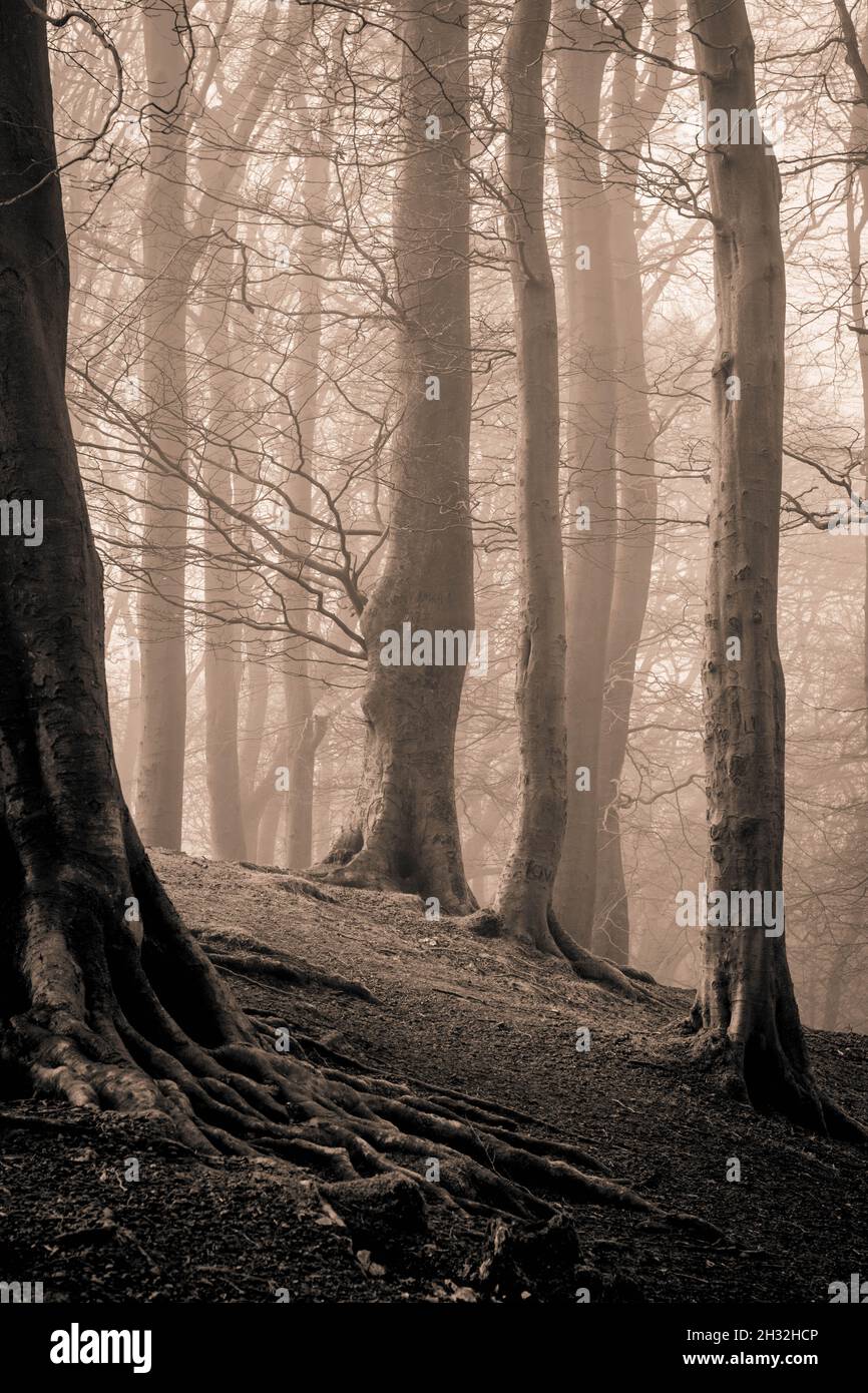 La brume d'automne traverse les arbres, à Cent Hills. Banque D'Images