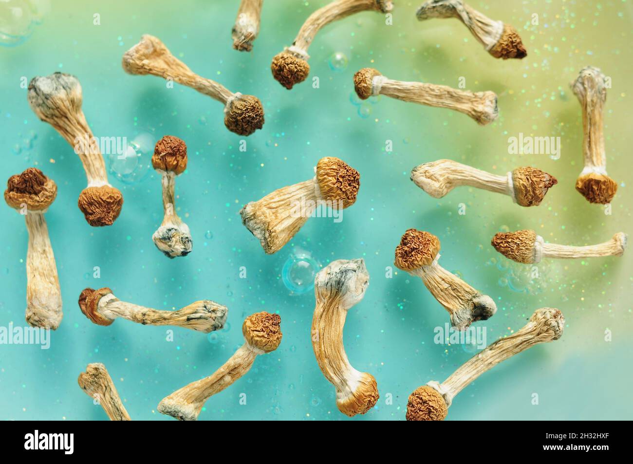Motif de champignons psilocybine sur fond bleu. Voyage magique psychédélique, conscience cosmique. Psilocybe Cubensis, professeur d'or en rangée, isol Banque D'Images