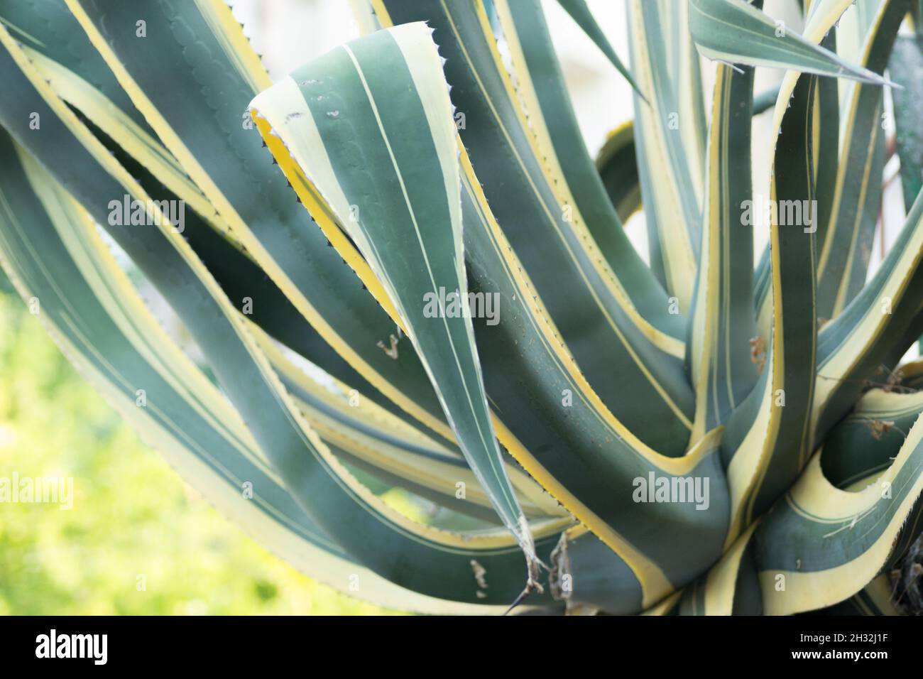 Un cactus qui descend le long du mur de la promenade à Igalo, au Monténégro. Banque D'Images