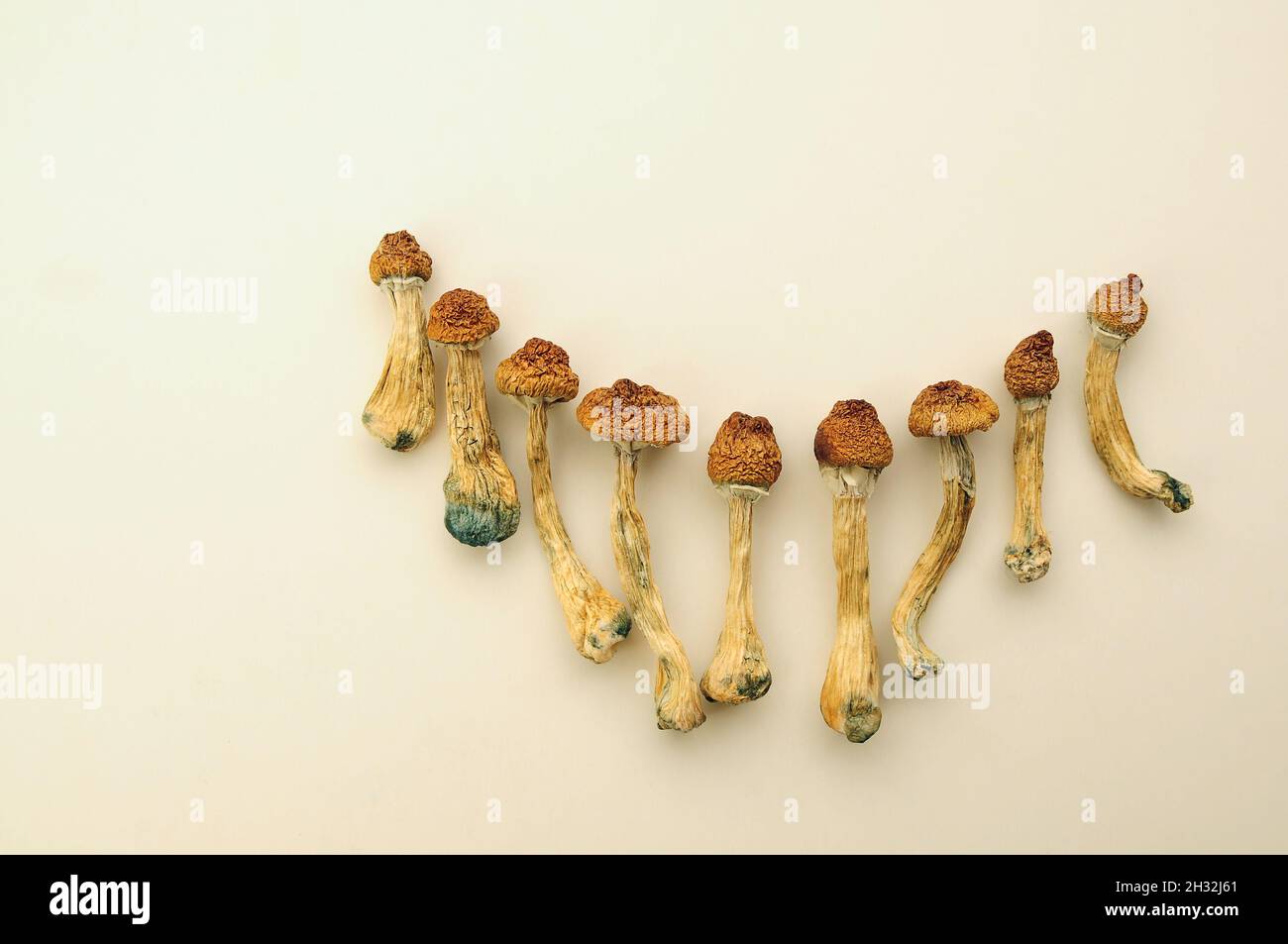 Patron de psilocybe cubensis séché sur fond blanc, plat. Champignons psilocybine isolés en groupe. Magic shrooms Golden Teacher, exp spirituel Banque D'Images
