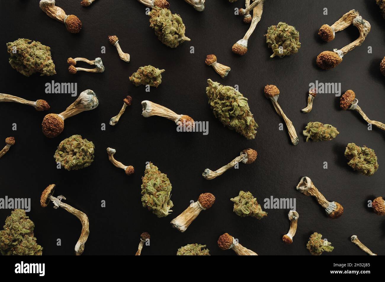 Concept de microdosage. Motif de champignons psilocybine et de bourgeons de marijuana sur fond noir. Voyage psychédélique, concept de validation. Banque D'Images