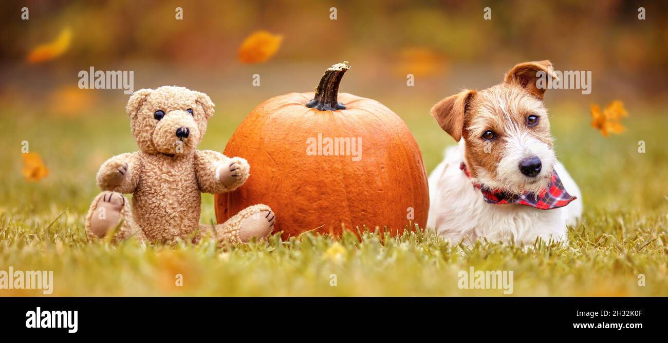 Un adorable chien qui écoute dans l'herbe avec une citrouille et un ours en peluche en automne.Joyeux jour d'action de grâce, bannière d'automne. Banque D'Images