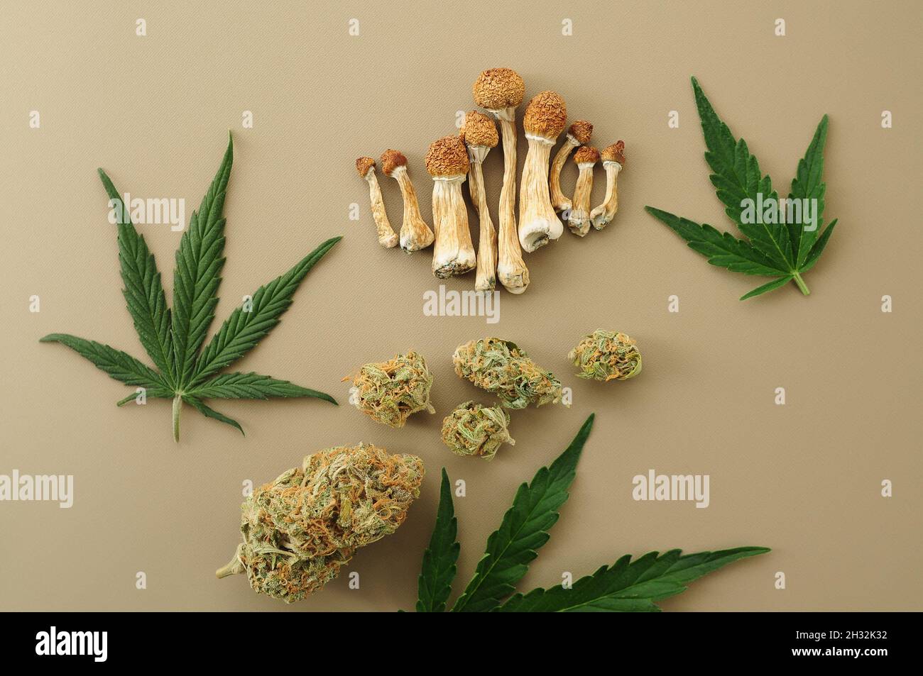 Voyage psychédélique, loisirs dans le quartier des affaires. Concept de micro-dosage. Champignons psilocybe séchés, bourgeons de cannabis, feuilles de marijuana sur fond ivoire. Banque D'Images