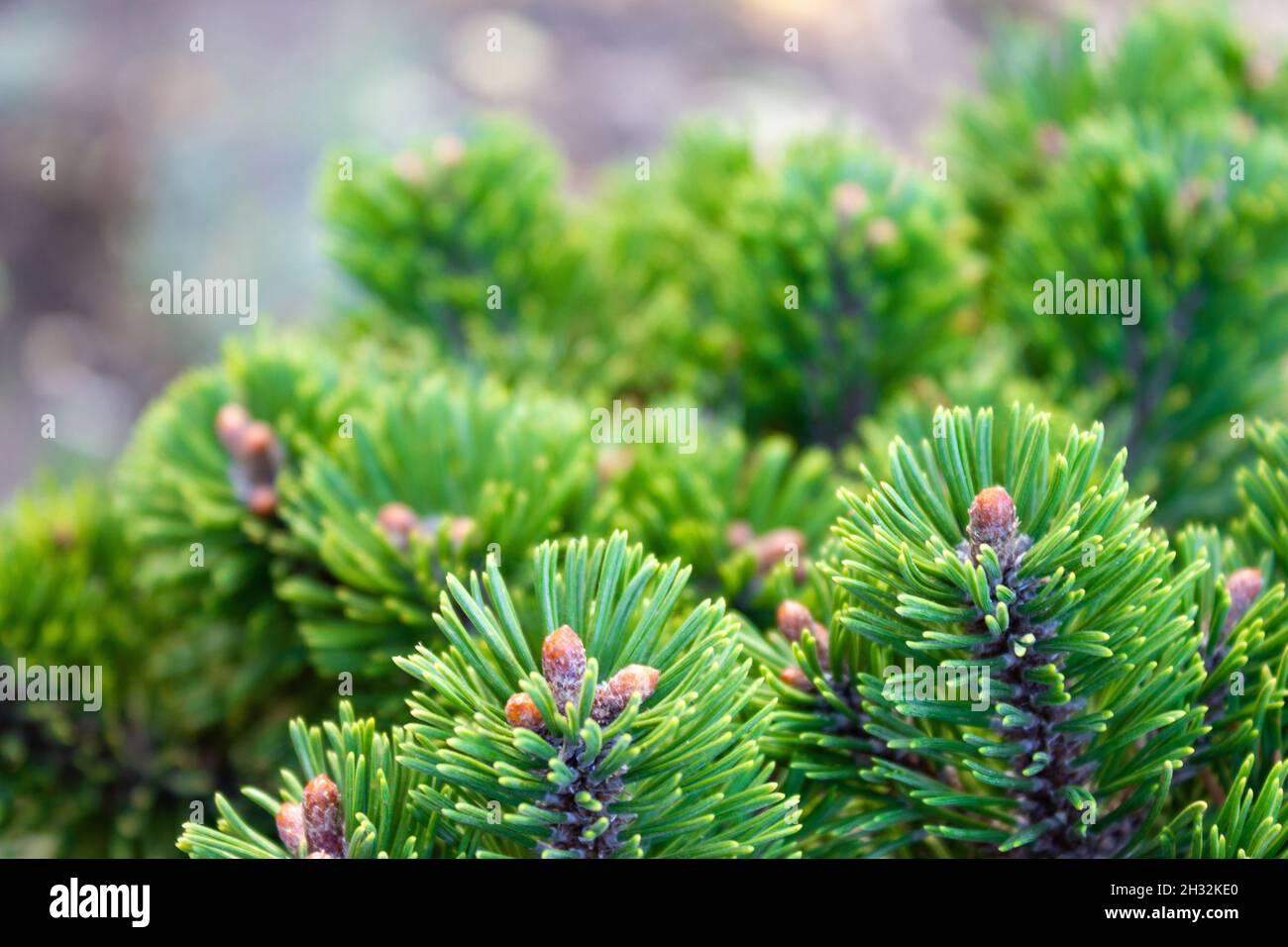 Belle texture de branches de pin et d'épinette - arrière-plan, gros plan Banque D'Images