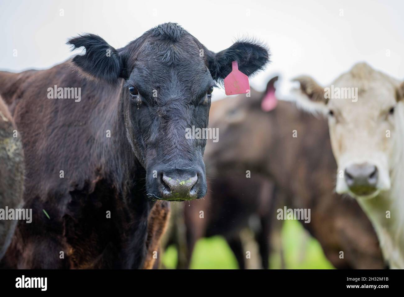 Gros plan des taureaux de bœuf, des vaches et des veaux paissant sur l'herbe dans un champ, en Australie. Les races de bétail incluent le parc de moucheches, murray Gray, angus, BRA Banque D'Images