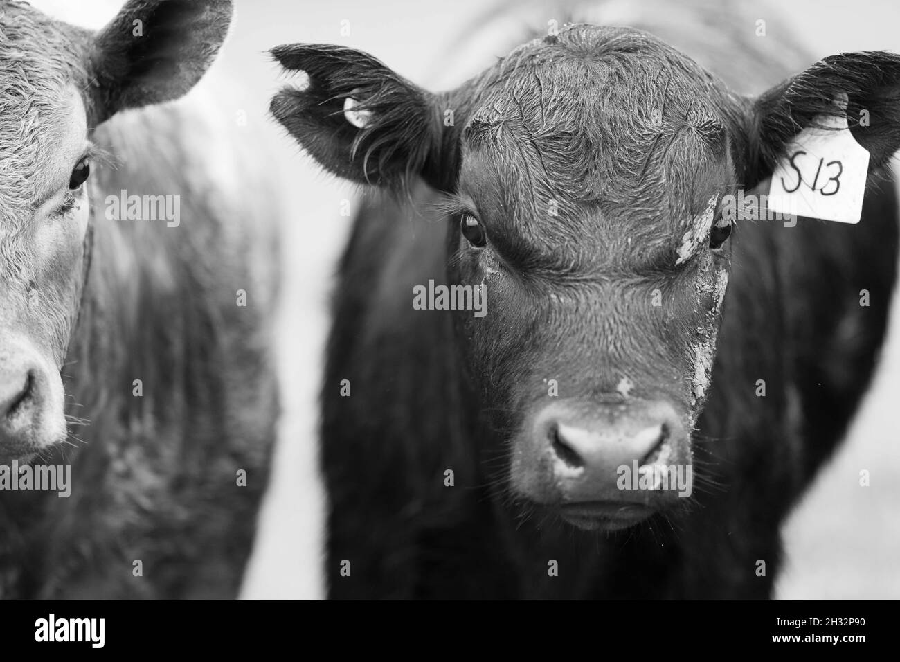 Gros plan des taureaux de bœuf et des vaches qui broutent sur l'herbe dans un champ, en Australie. Manger du foin et de l'ensilage. Les races incluent le parc de moucheches, murray Gray, angus Banque D'Images