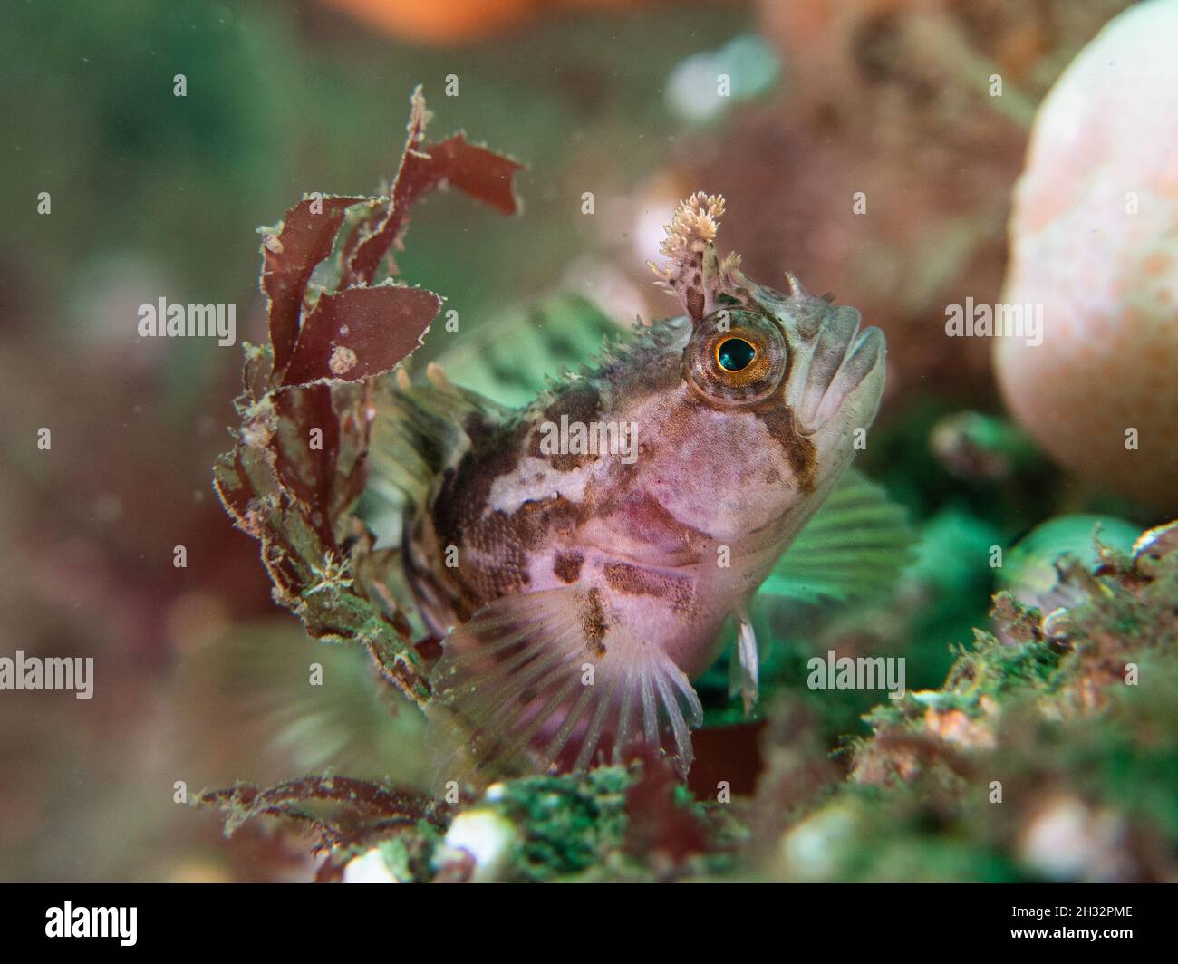 Le poisson blenny de Yarrell pose sur un fond coloré Banque D'Images