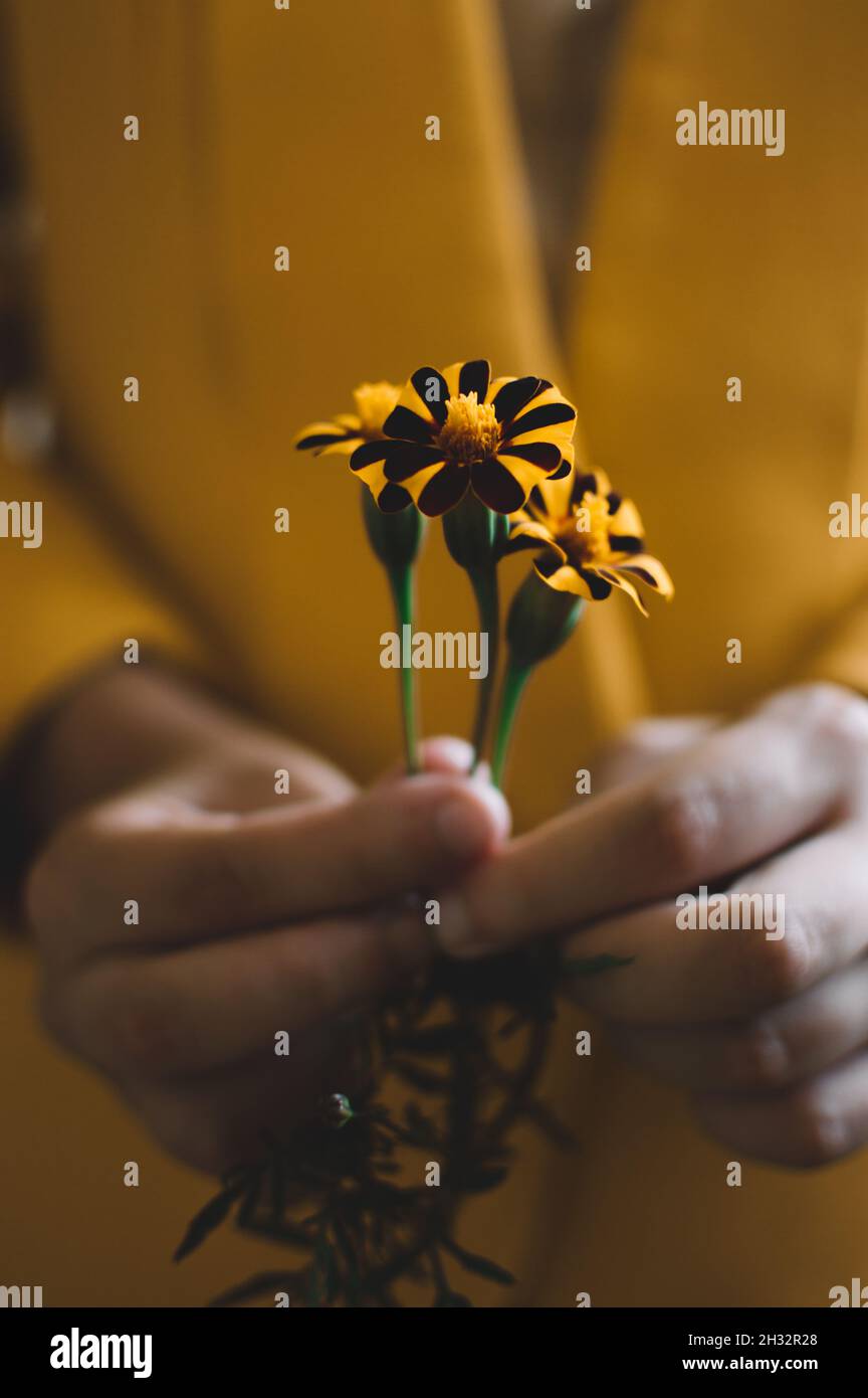 Les mains d'une fille dans une veste jaune tiennent des fleurs marigolds Banque D'Images