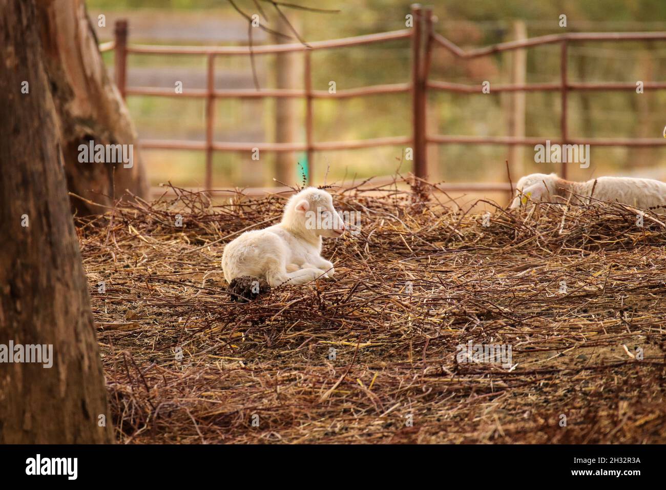 Bébé mouton dans un champ Banque D'Images