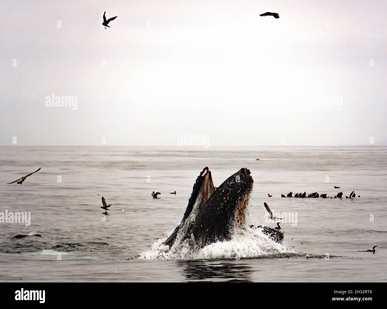 Fente de baleine à bosse se nourrissant dans la baie de Monterey, en Californie, le jour de la brume Banque D'Images