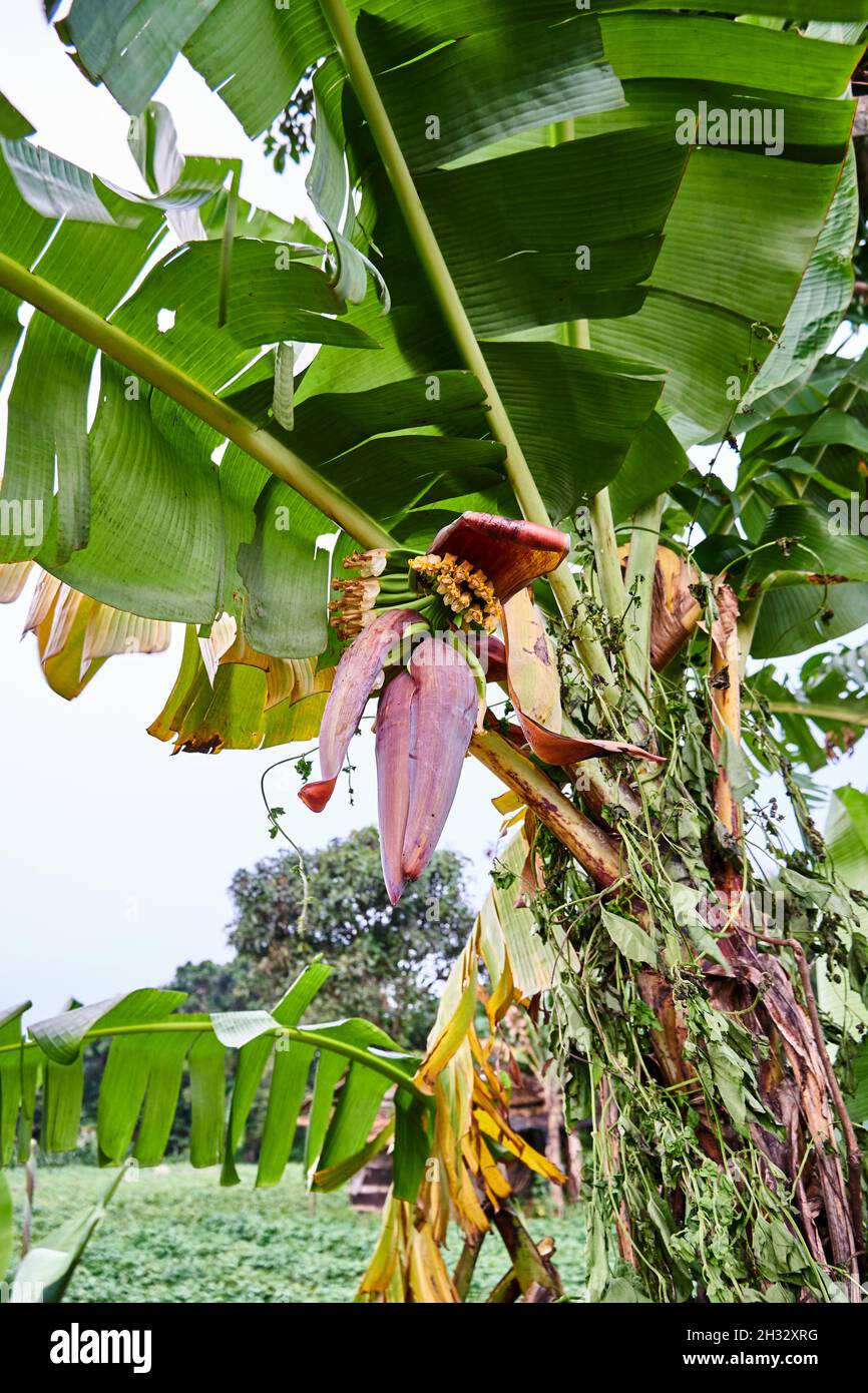 Belle banane en pleine croissance. Jeunes bananes non mûres en pleine croissance dans le jardin. Banque D'Images