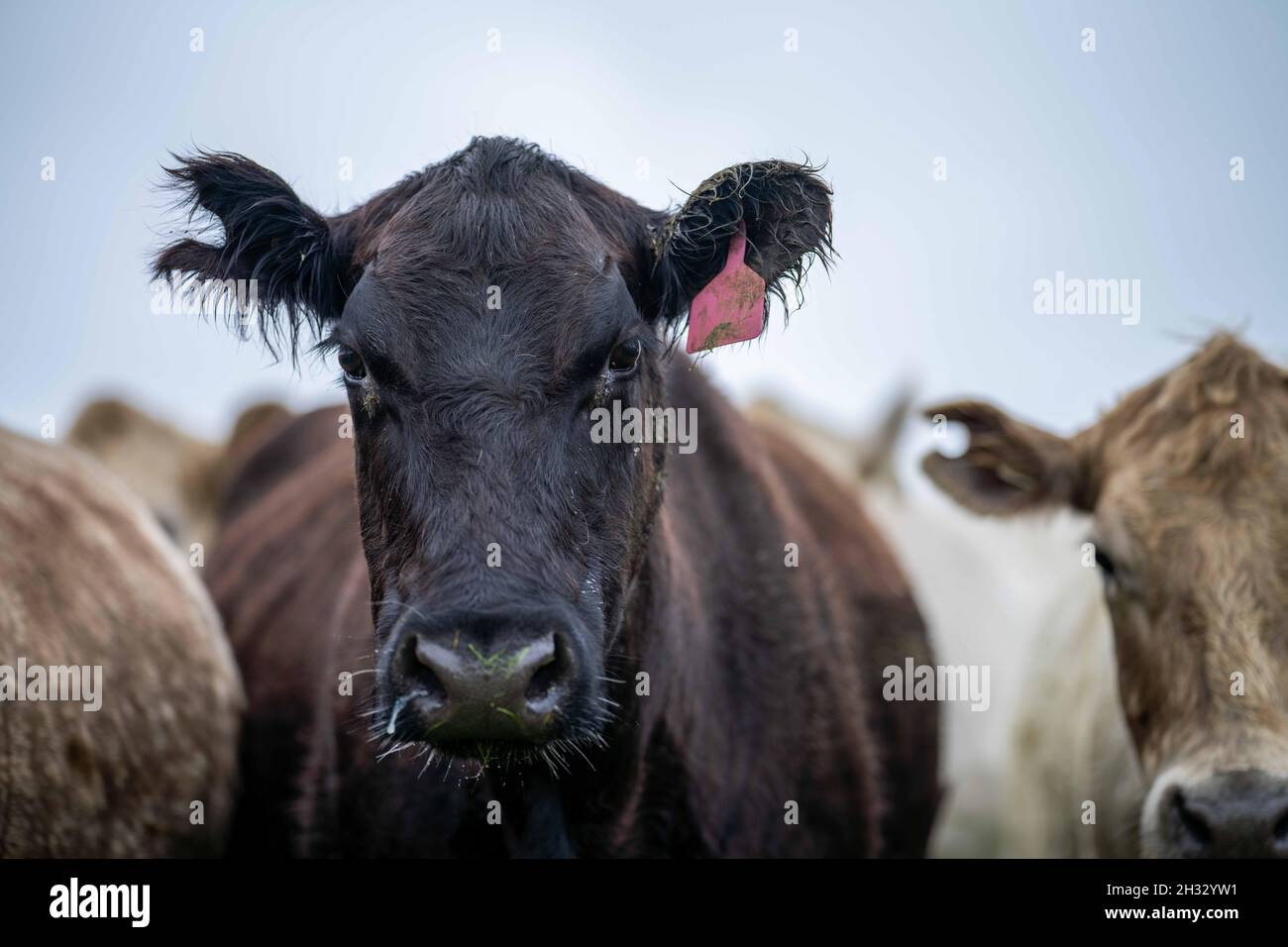 Gros plan des taureaux de bœuf, des vaches et des veaux paissant sur l'herbe dans un champ, en Australie. Les races de bétail incluent le parc de moucheches, murray Gray, angus, BRA Banque D'Images