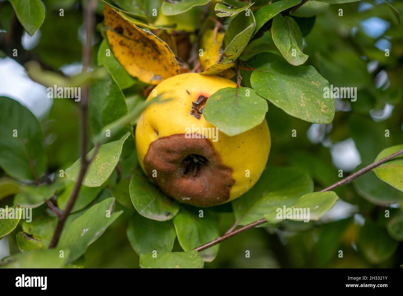 Coing de pomme pourri sur l'arbre fruitier, infestation de Monilia laxa (Monilinia laxa), maladie des plantes Banque D'Images