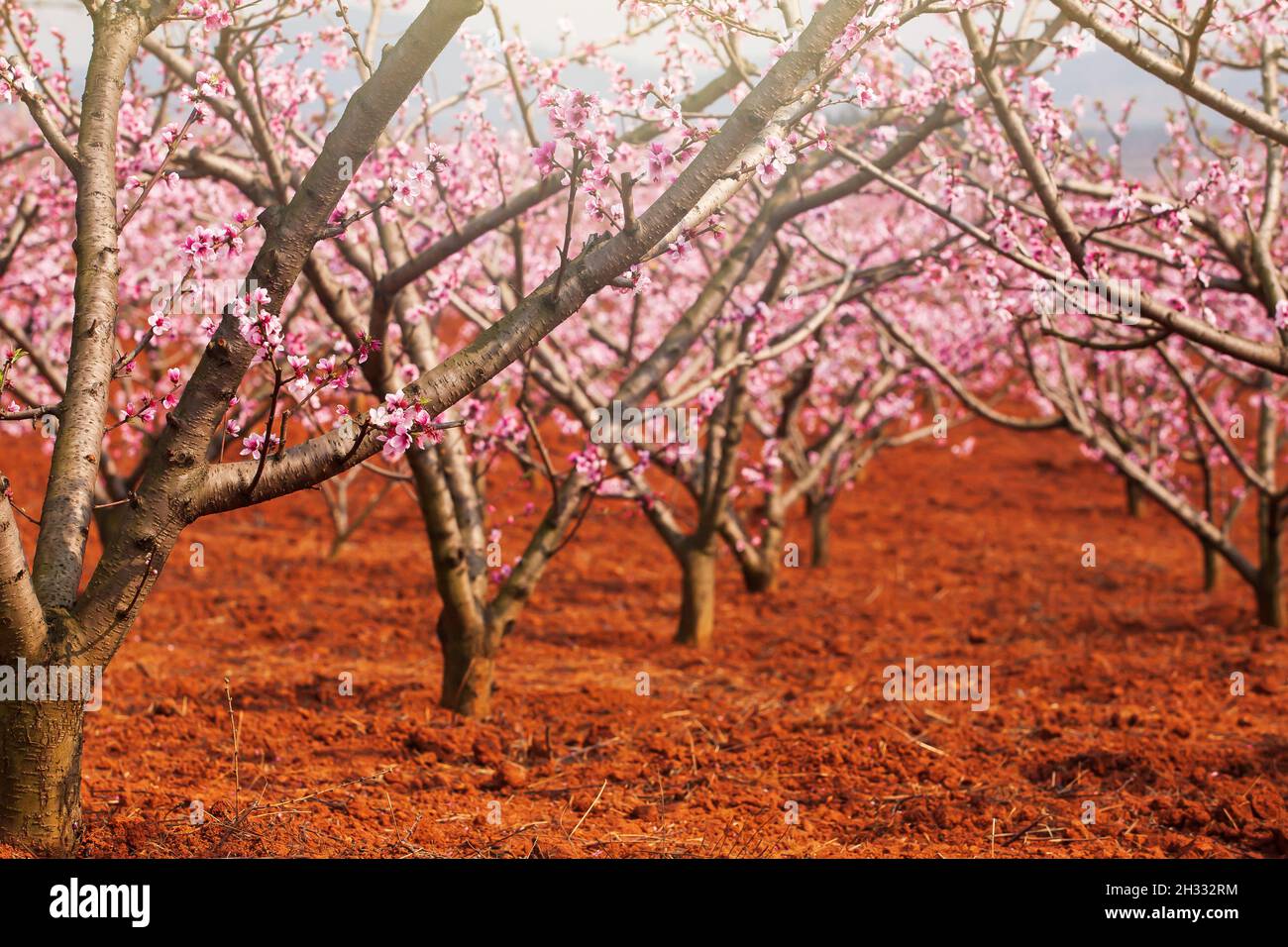 Fleurs de cerisier de pêche en fleurs sur les branches des arbres, fleurs roses en pleine floraison.Prune chinoise ou abricot japonais.Verger de cerisier en fleur de printemps. Banque D'Images