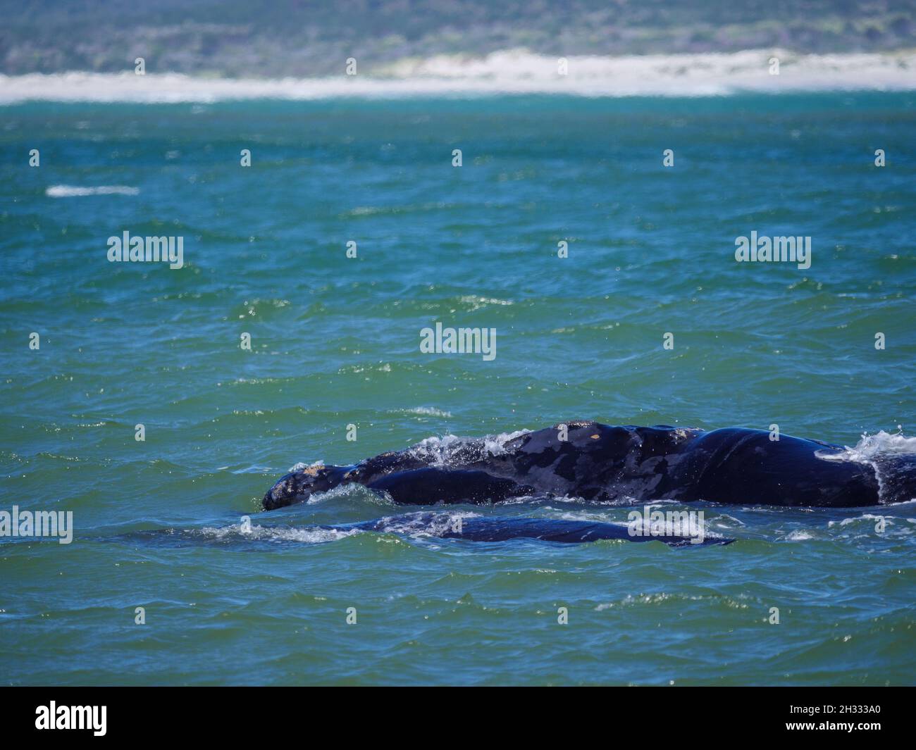 Baleine noire du sud (Eubalaena australis). Hermanus. Côte des baleines. Overberg. WESTERN Cape. Afrique du Sud Banque D'Images