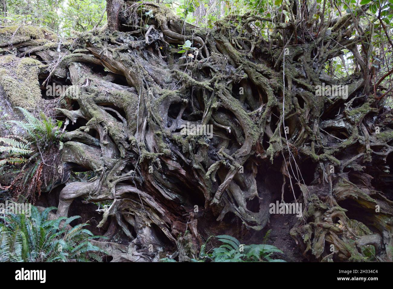 Racines exposées d'un vieux cèdre rouge de l'Ouest tombé dans une forêt tropicale de l'île Meares, près de Tofino, Colombie-Britannique, Canada. Banque D'Images