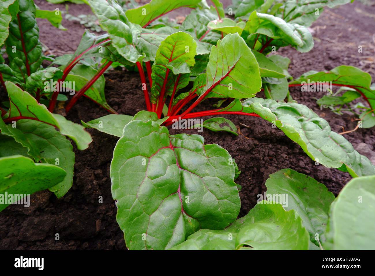 Feuilles de verger rouge.Une plante comestible poussant dans le jardin Banque D'Images Feuilles de verger rouge.Une plante comestible poussant dans le jardin Banque D'Images