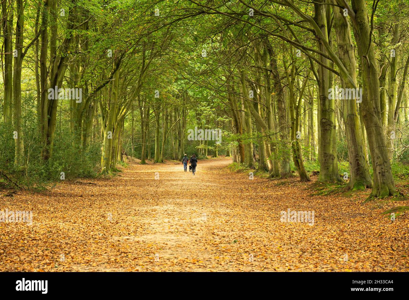 Les gens avec leur chien marchant au loin à travers une zone boisée avec des feuilles brunes sur le sol en automne Banque D'Images