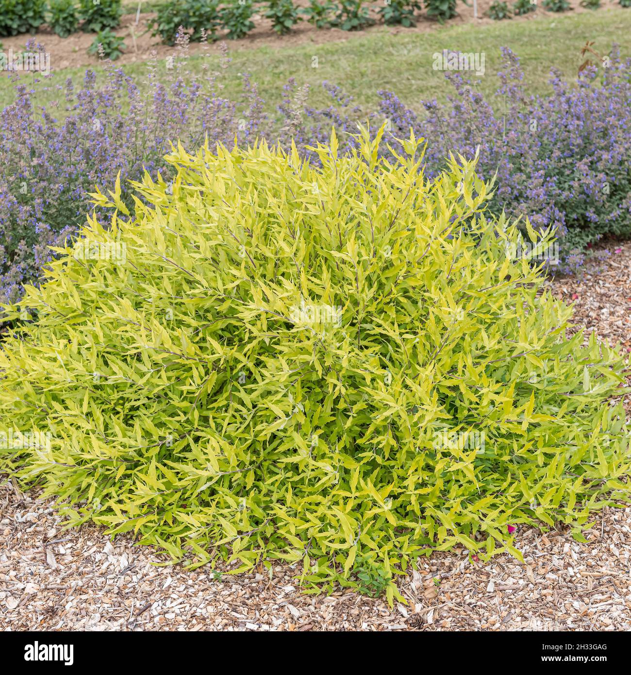Bartblume (Caryopteris × clandonensis 'Worcester Gold') Banque D'Images