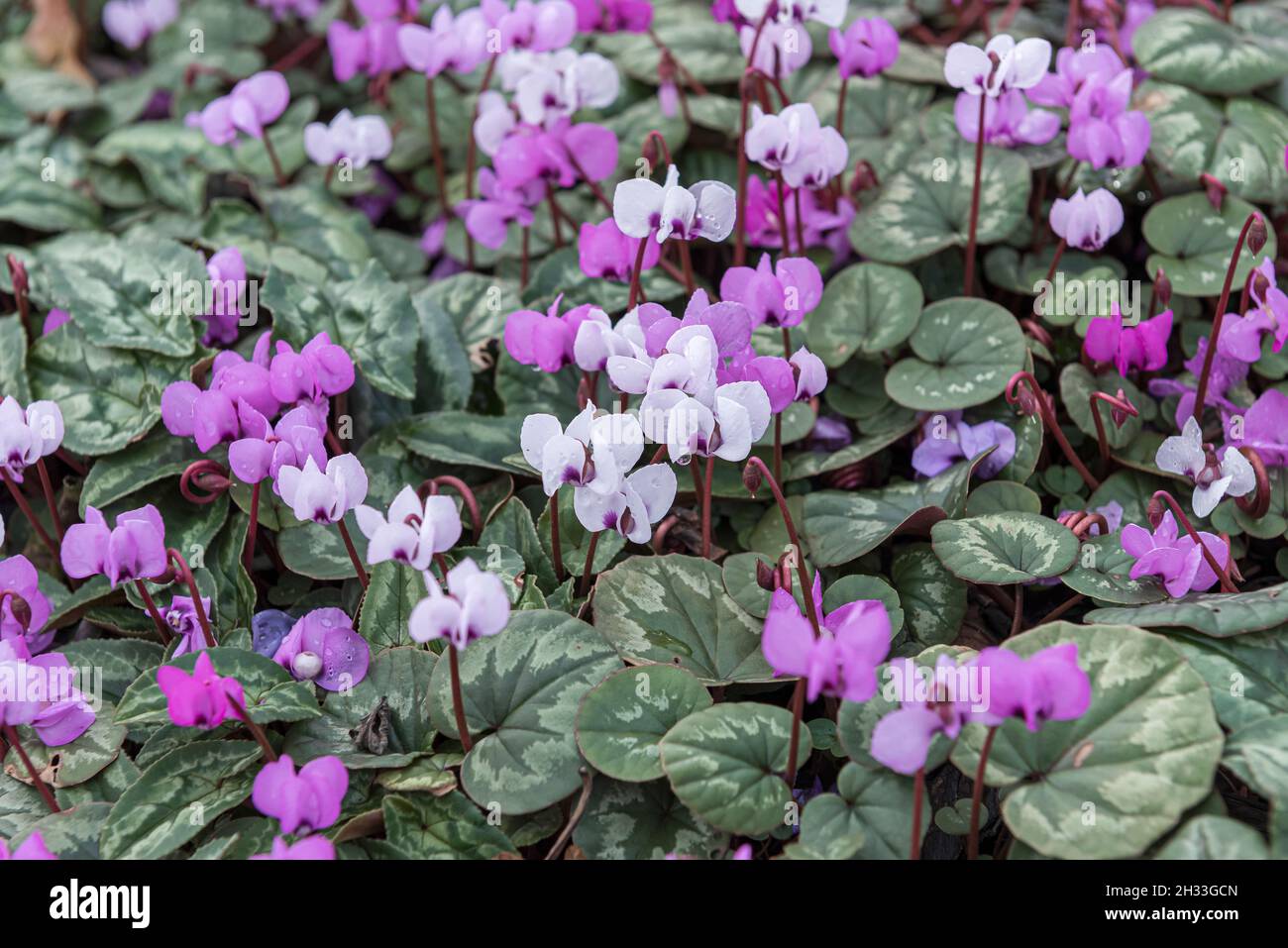 Fühlings-Alpenveilchen (Cyclamen coum 'Album') Banque D'Images