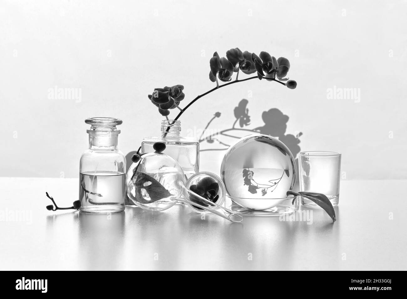 Laboratoire naturel en noir et blanc.Arrangement floral abstrait avec des feuilles de monstère exotiques dans des vases en verre transparent, des bocaux, des flacons.Réflexions Banque D'Images
