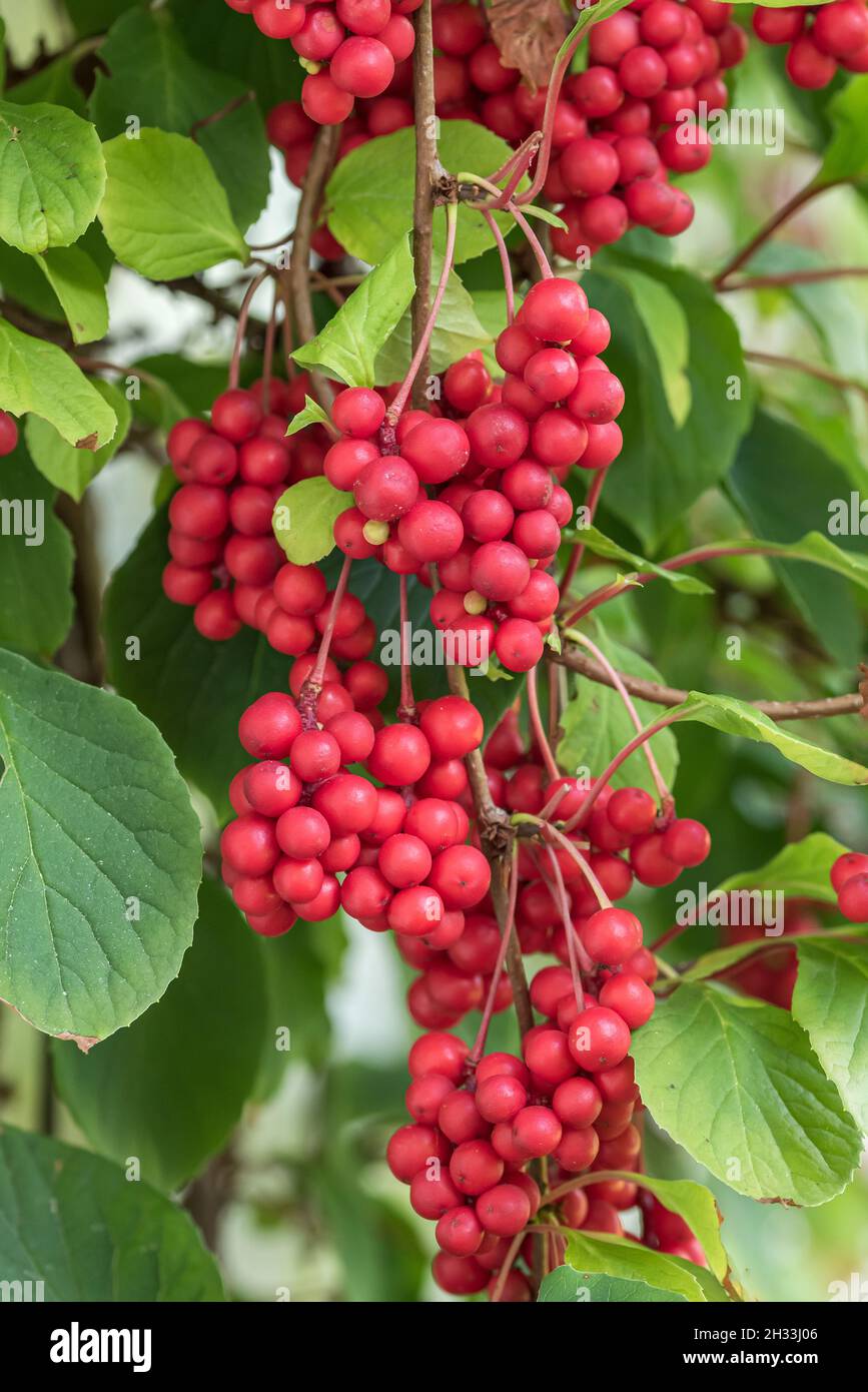 Chinesisches Spaltkölbchen (Schisandra chinensis 'Sadova No. 1') Banque D'Images