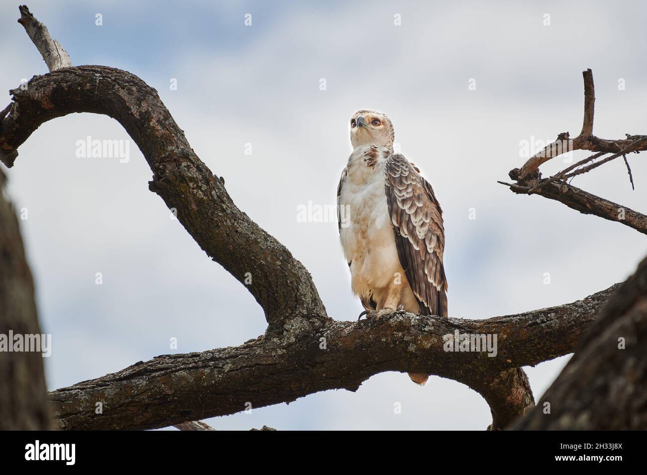 Aigle couronné immature africain sur une branche (Stephanoaetus coronatus), parc national du lac Manyara, MTO wa Mbu, Tanzanie, Afrique Banque D'Images