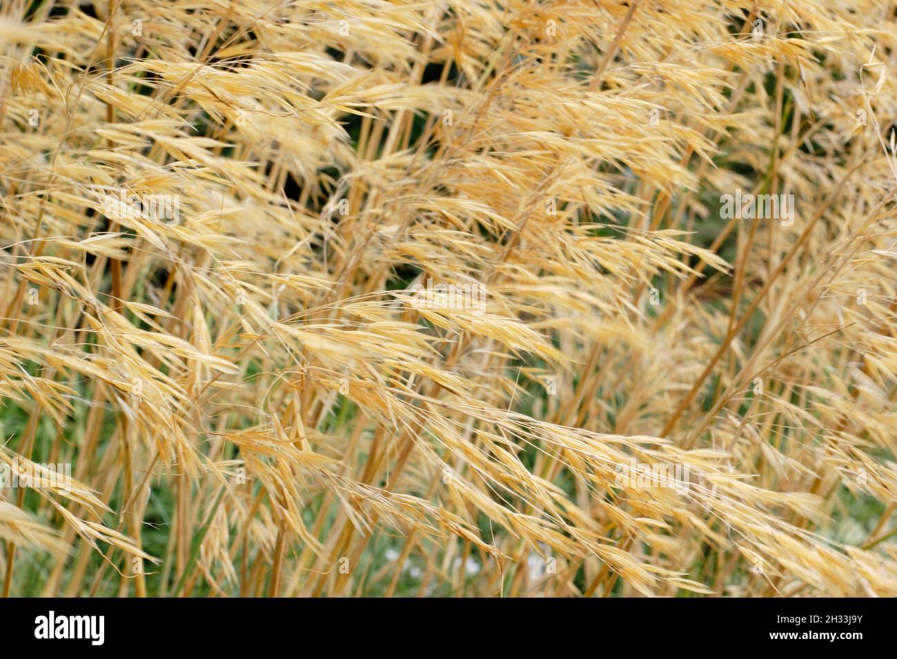 Stipa gigantea herbe ornementale.Herbe géante de plumes attrapée dans une brise dans un jardin d'automne avec des têtes de semis dorées caractéristiques.ROYAUME-UNI Banque D'Images