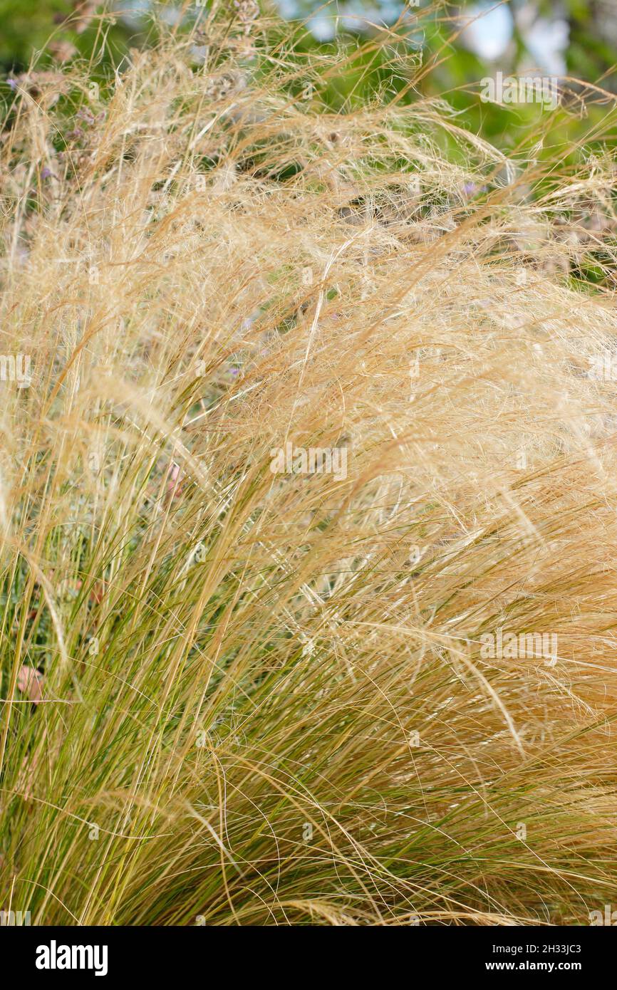 Stipa tenuissima.Des masses de têtes de semis d'herbe à plumes mexicaines dorées s'enjambant au-dessus d'une frontière de jardin en automne.ROYAUME-UNI Banque D'Images