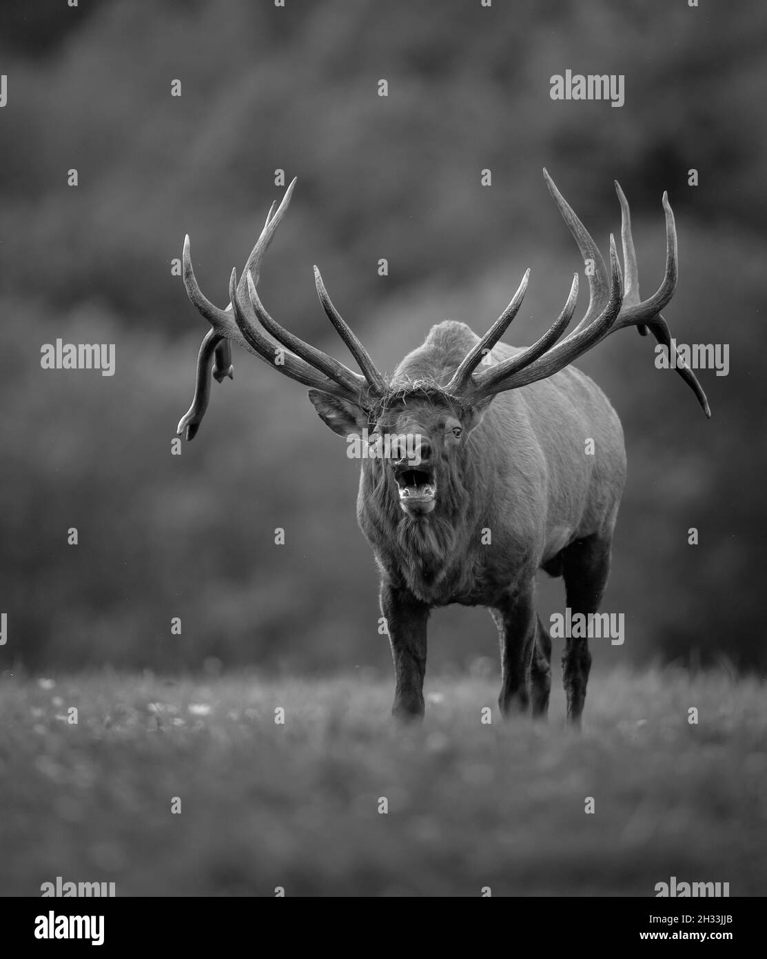 Élan de taureau pendant la saison des ornières en automne Banque D'Images