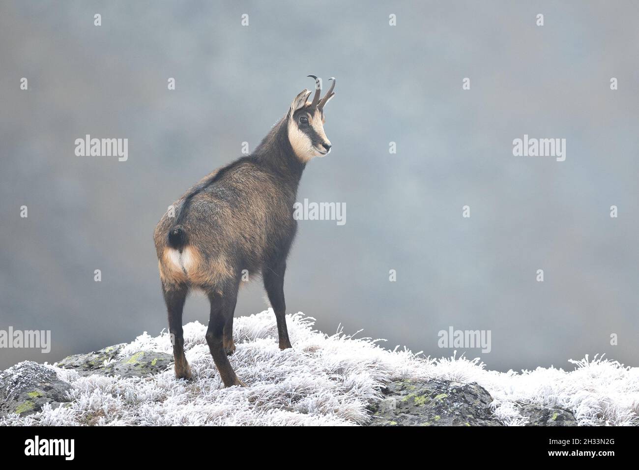 Chèvre de chamois rupicapra rupicapra dans un habitat naturel grimpant sur une colline rocheuse par temps froid Banque D'Images