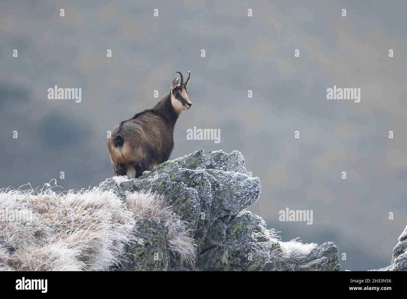 Chamoise chèvre rupicapra rupicapra debout au sommet de la falaise regardant la caméra chamois carpalien dans l'habitat naturel Banque D'Images