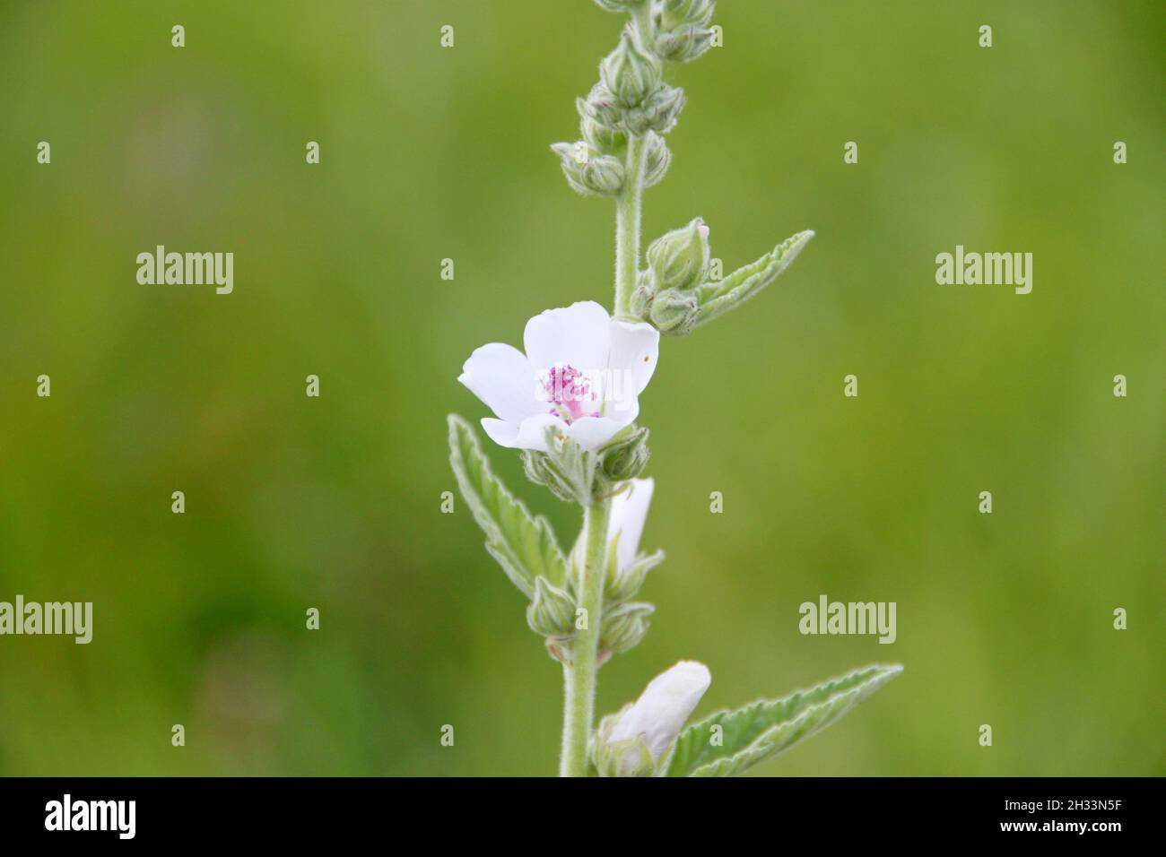 Photo macro de la fleur de marais-malow Banque D'Images