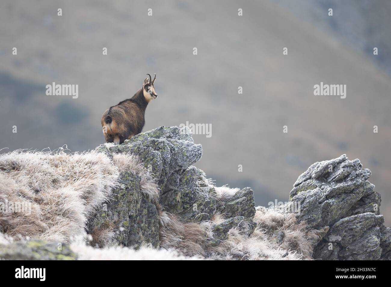 Chamoise chèvre rupicapra rupicapra debout au sommet de la falaise regardant la caméra chamois carpalien dans l'habitat naturel Banque D'Images