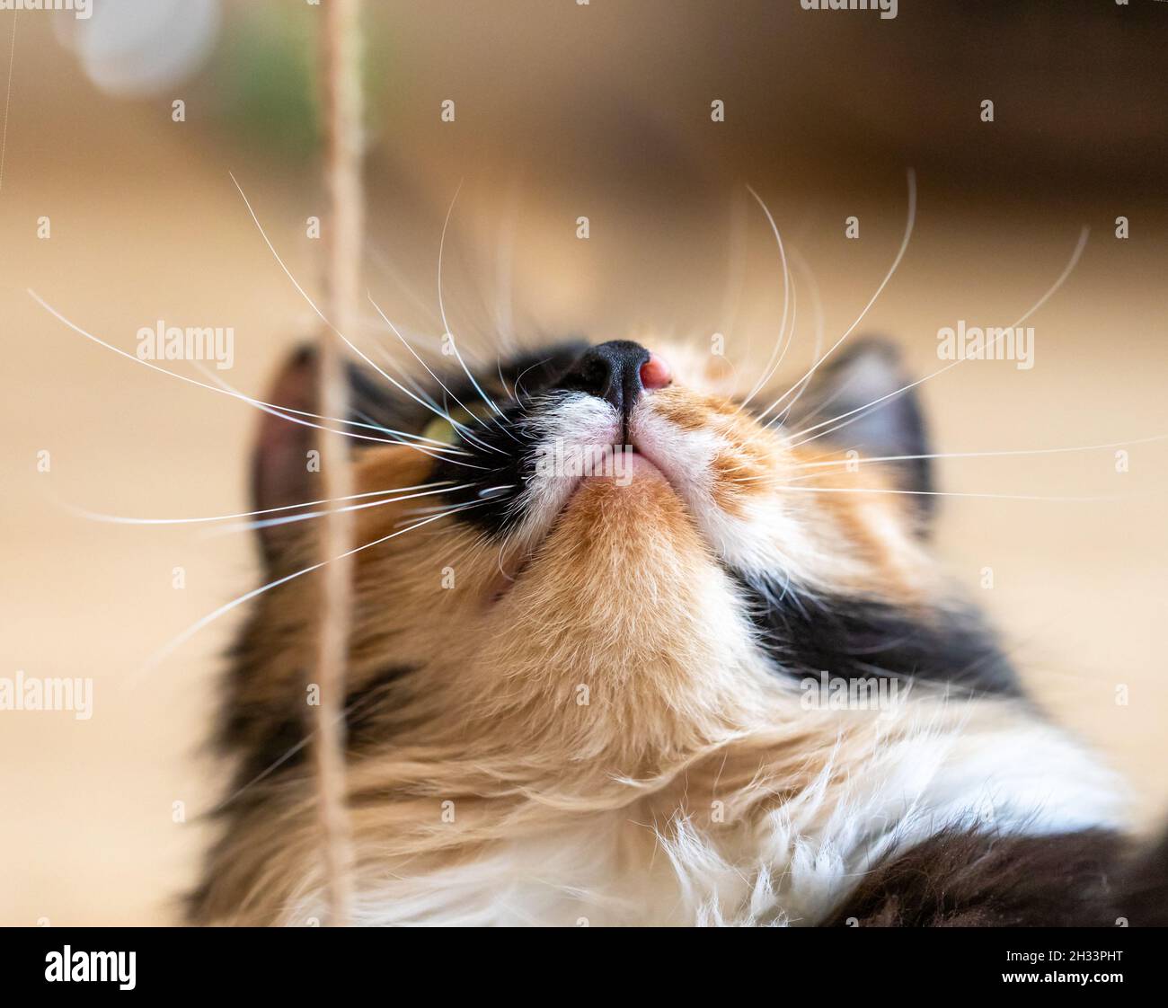 Jeune Chat Orange Noir Et Blanc Mignon Trois Couleurs Qui Regarde Vers Le Haut De La Corde De Pres Animaux De Compagnie Preferes Prise De Vue En Angle Faible Concentrez Vous Sur Le Museau De Chat Photo Stock