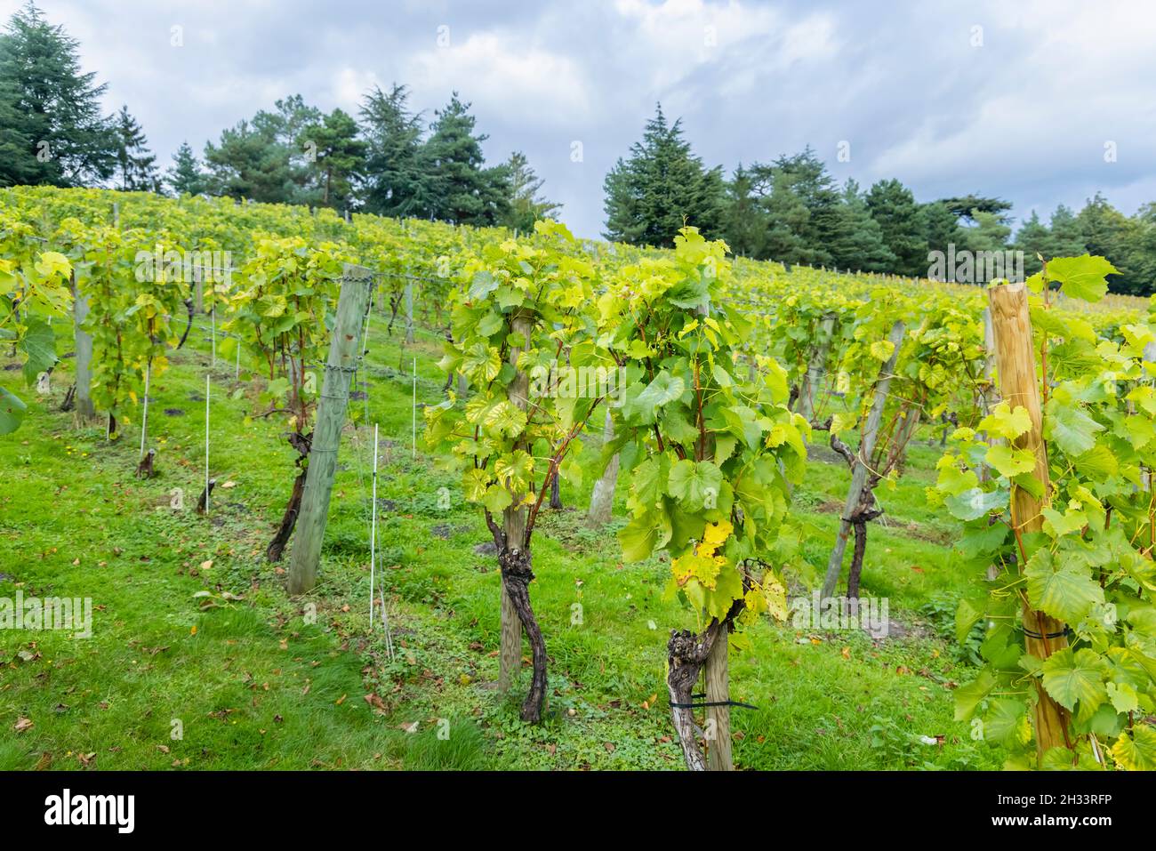 Vignoble et vignes poussant à Painshill Park, Cobham, Surrey, au sud-est de l'Angleterre en automne Banque D'Images